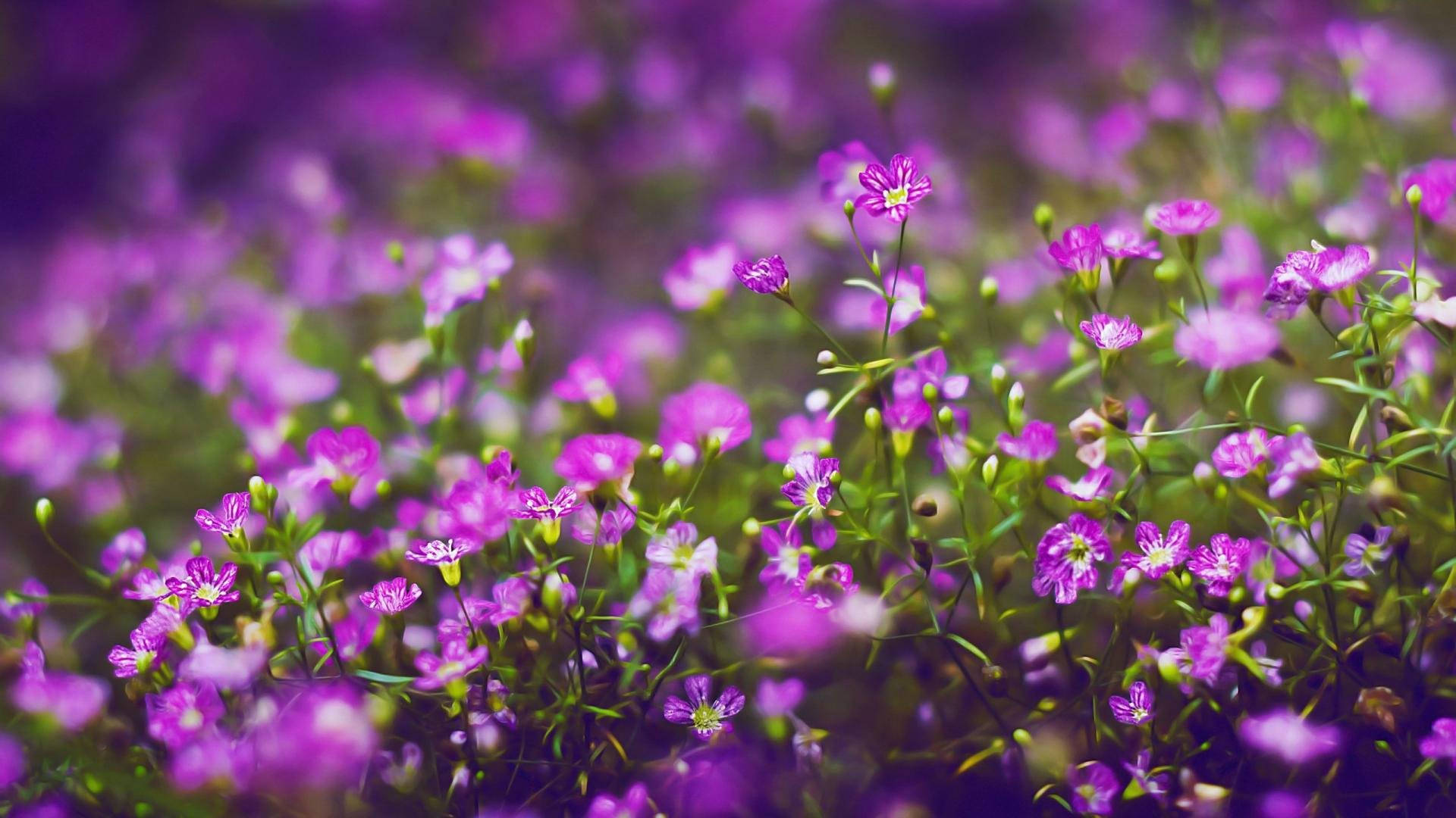 purple flower, vibrant purple wildflowers, soft green stems, Full HD Desktop Wallpaper