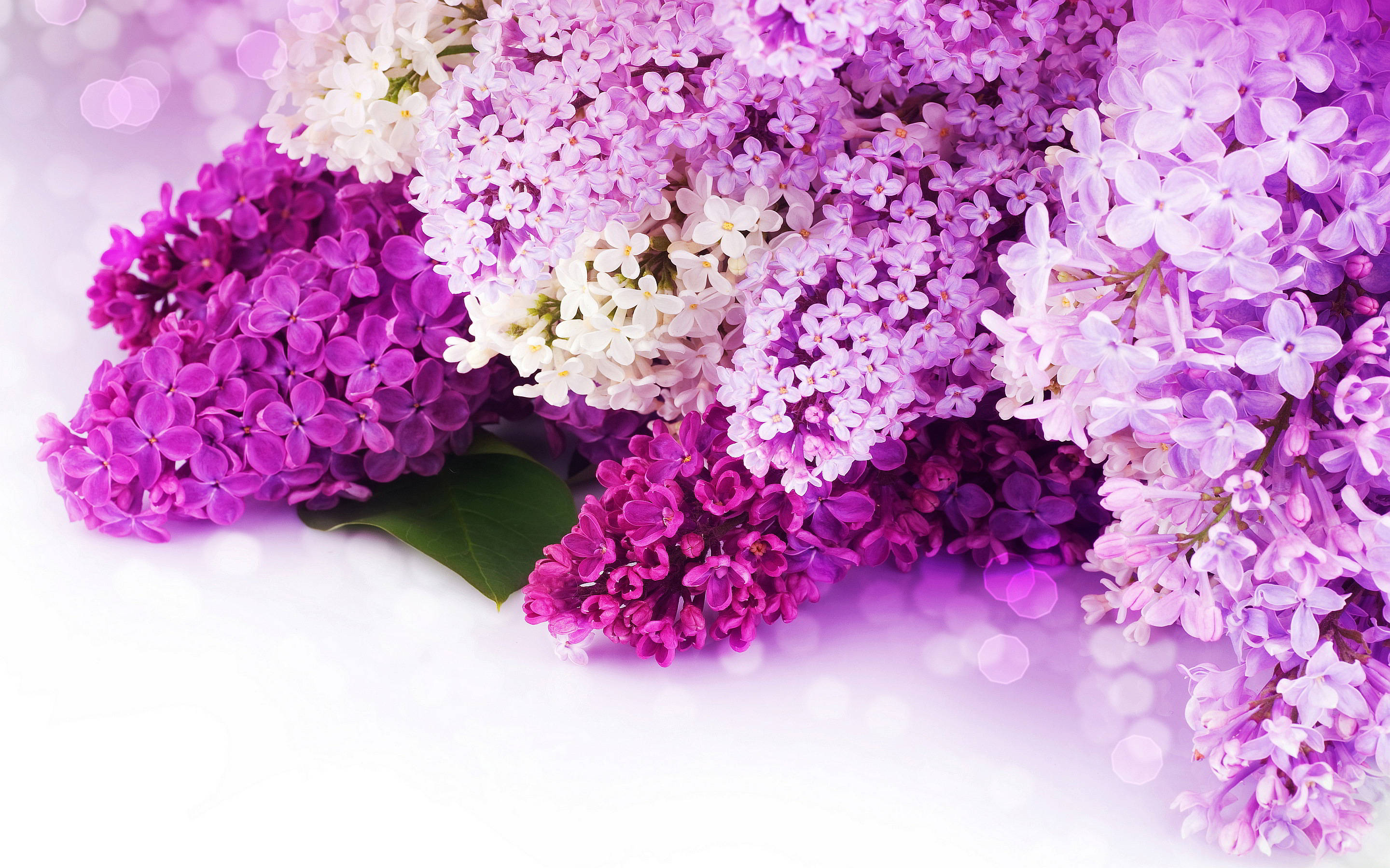 lilas, purple and white flowers, white background, 2K Desktop Wallpaper
