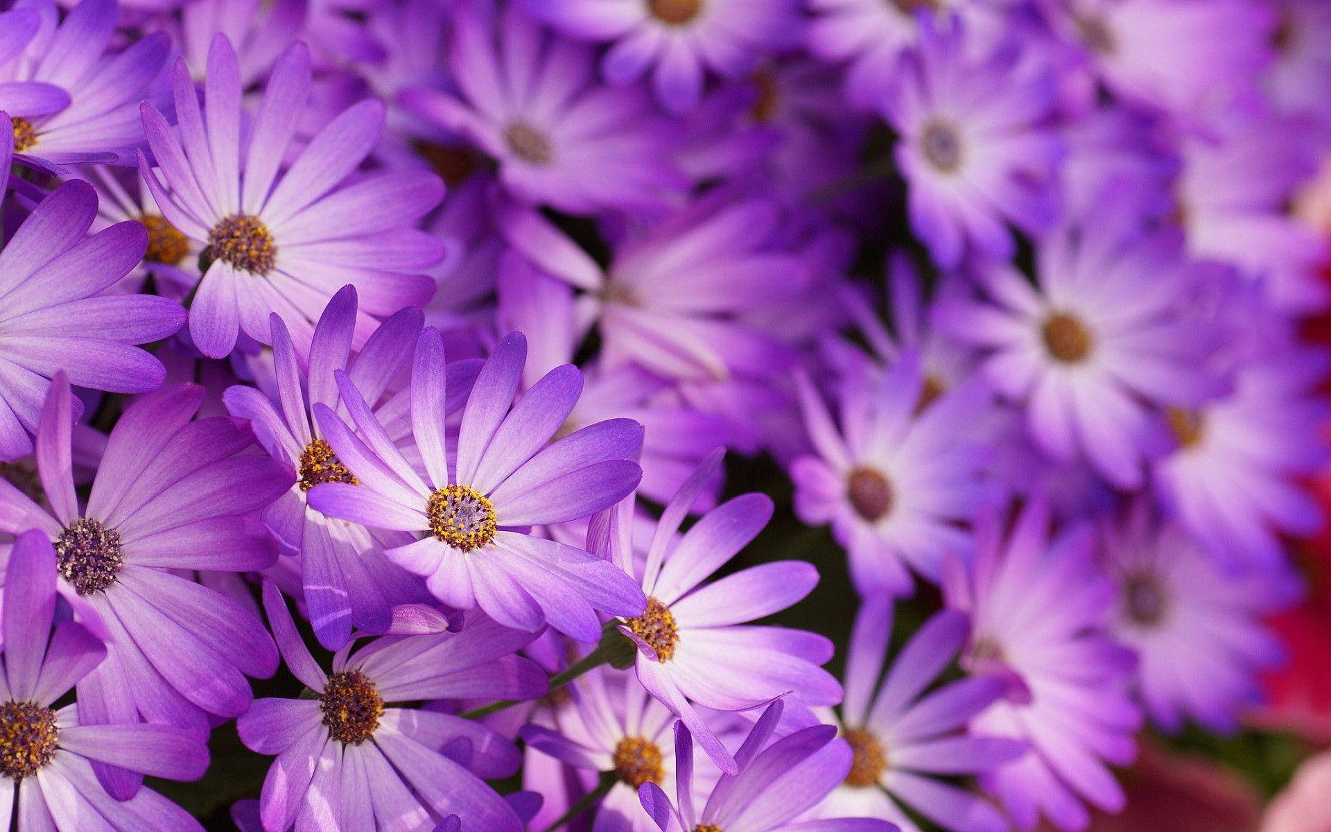 purple flower desktop, vibrant purple daisies, golden centers, Full HD Desktop Wallpaper