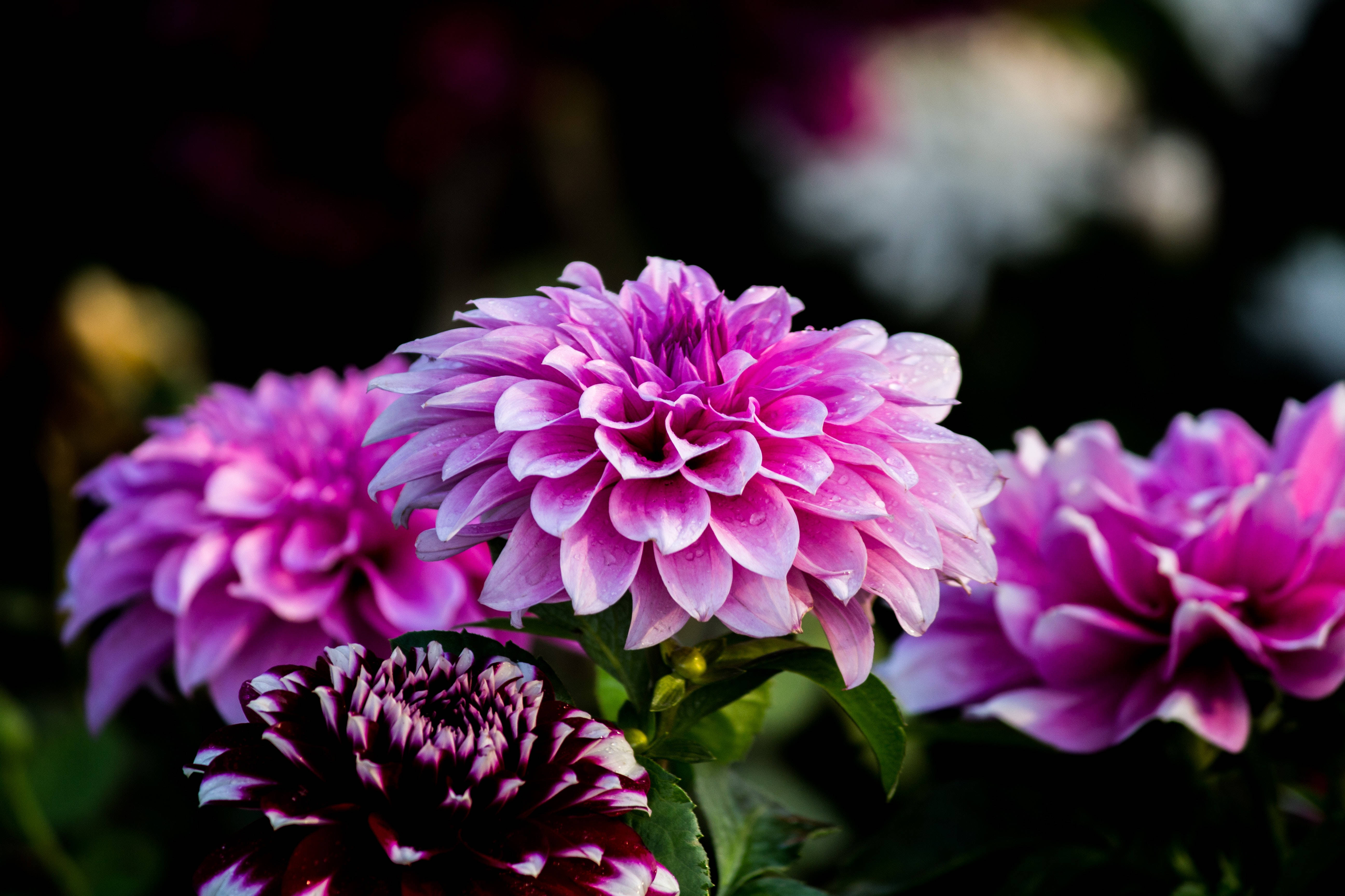 purple flower desktop, pink dahlia, dewdrops, 5K Desktop Wallpaper