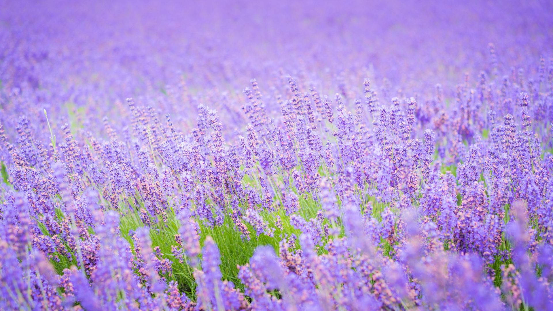 Purple Flower Desktop, lavender blooms, soft daylight, Full HD Desktop Wallpaper
