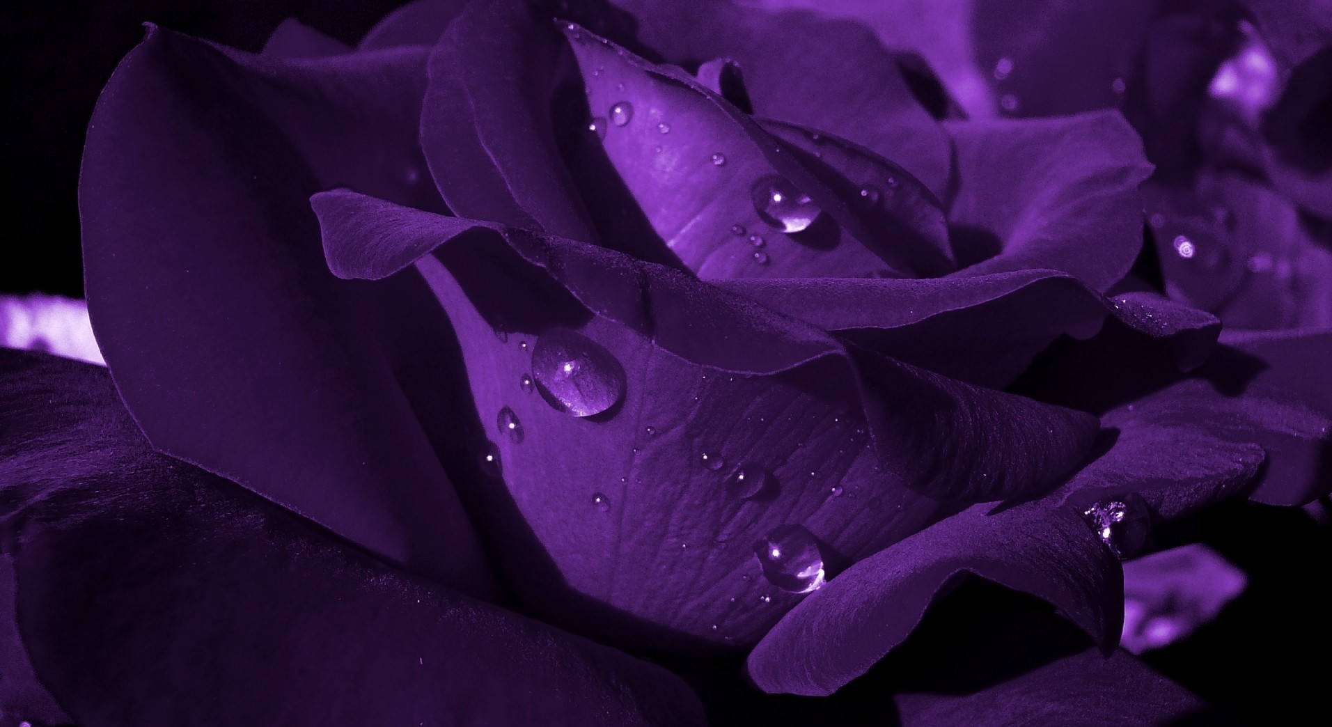 deep purple rose, glistening water droplets, velvety petals, HD Desktop Wallpaper