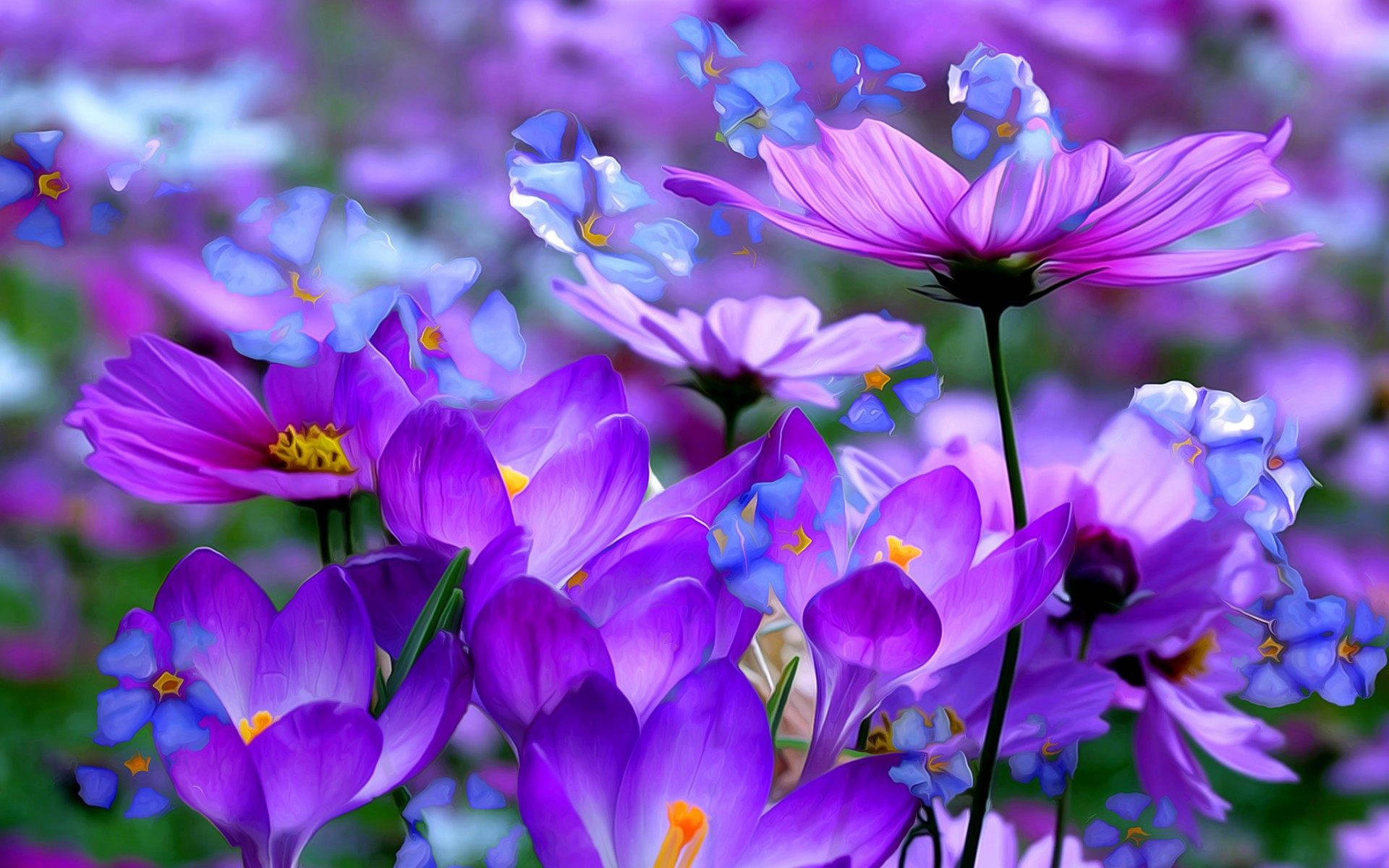 Tall Purple Flower Desktop, cosmos flowers, vibrant purple, Full HD Desktop Wallpaper