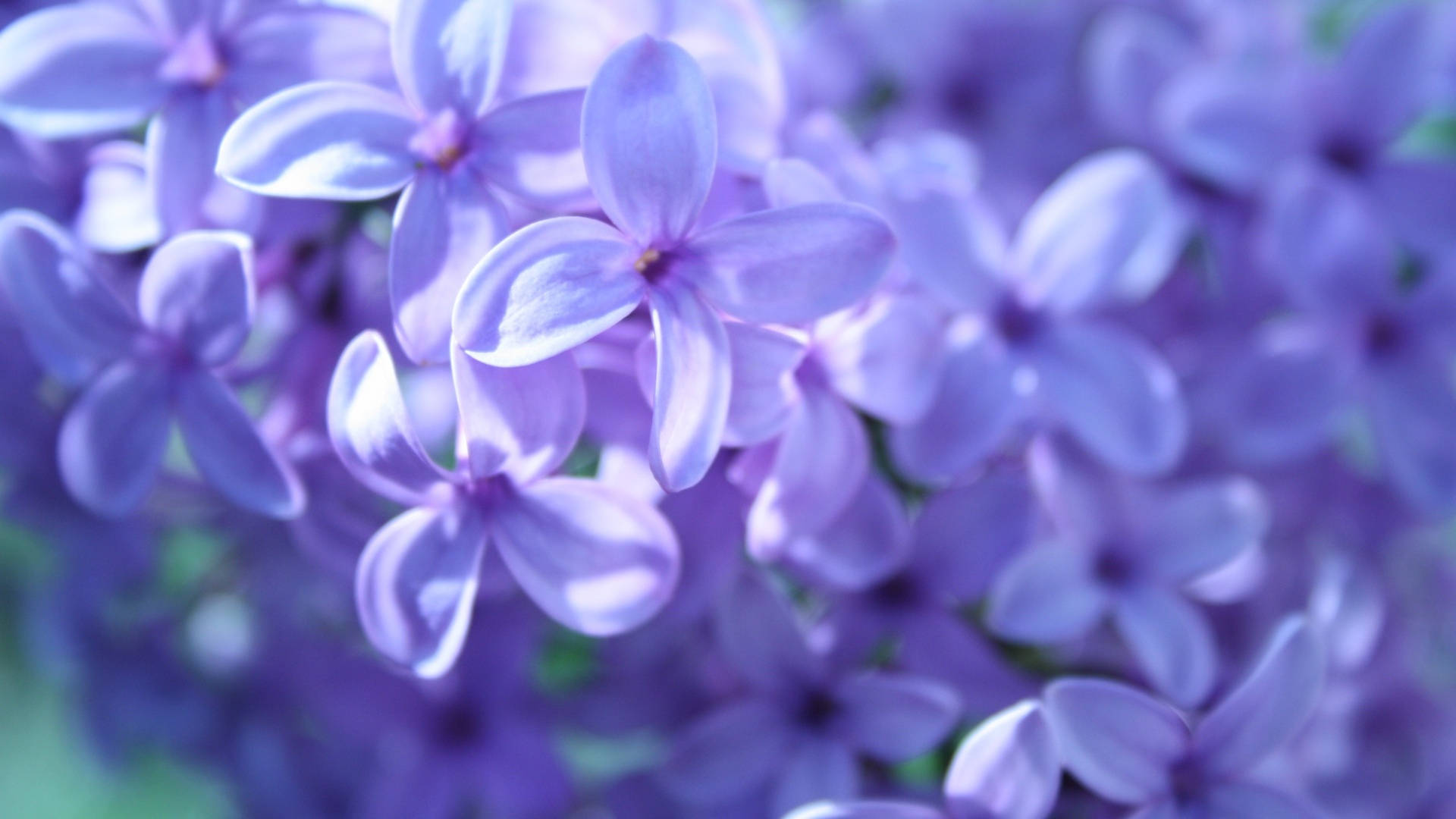 lavender lilac flowers, soft lavender lilac flowers, blurred background, Full HD Desktop Wallpaper