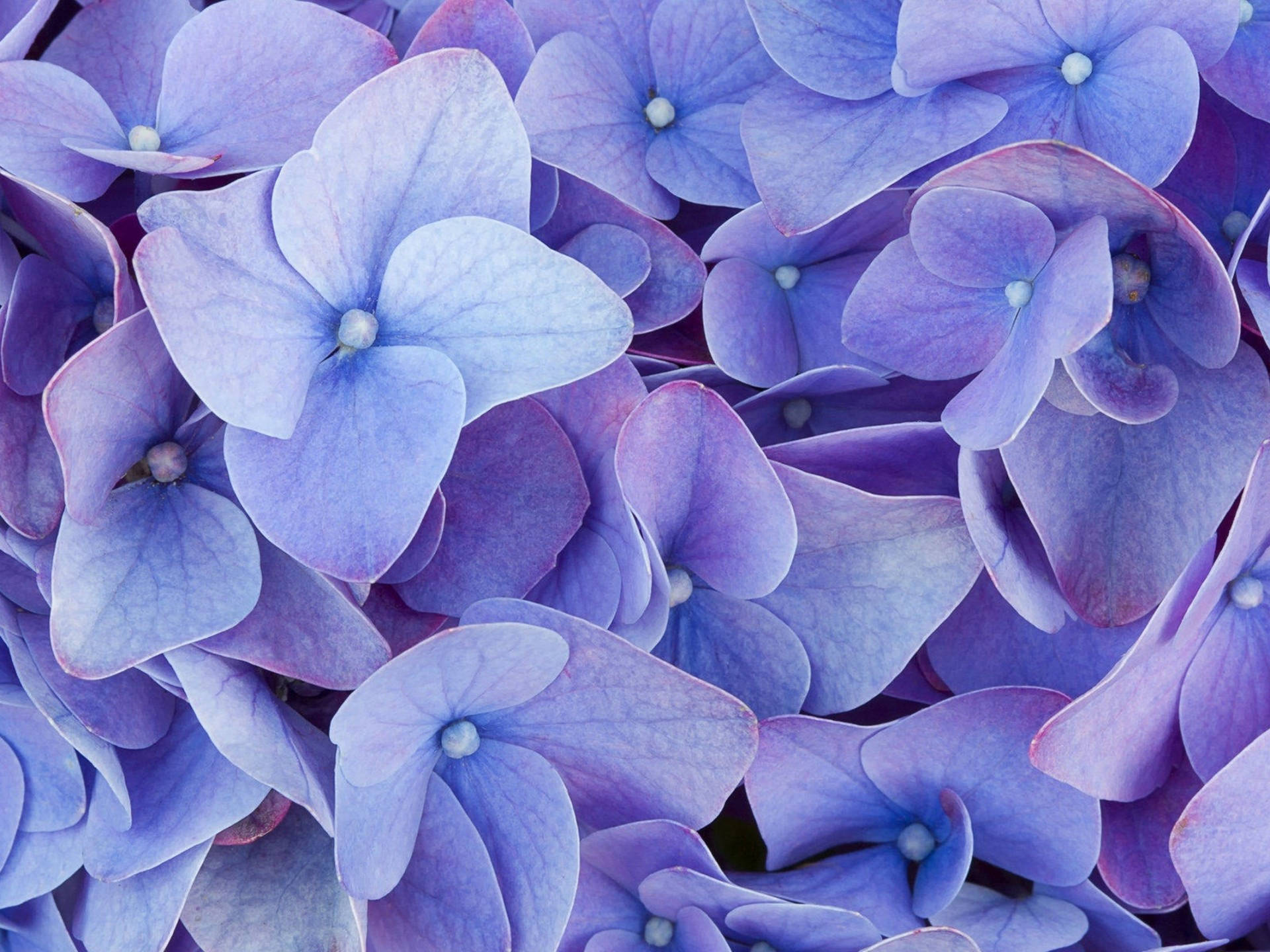 purple flower desktop, hydrangea blossoms, blue and purple, Full HD Desktop Wallpaper