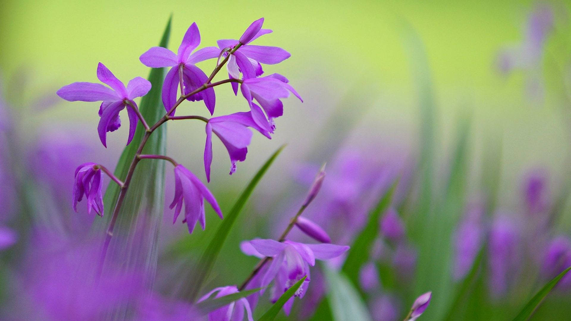 purple flower, desktop, vibrant purple orchids, Full HD Desktop Wallpaper