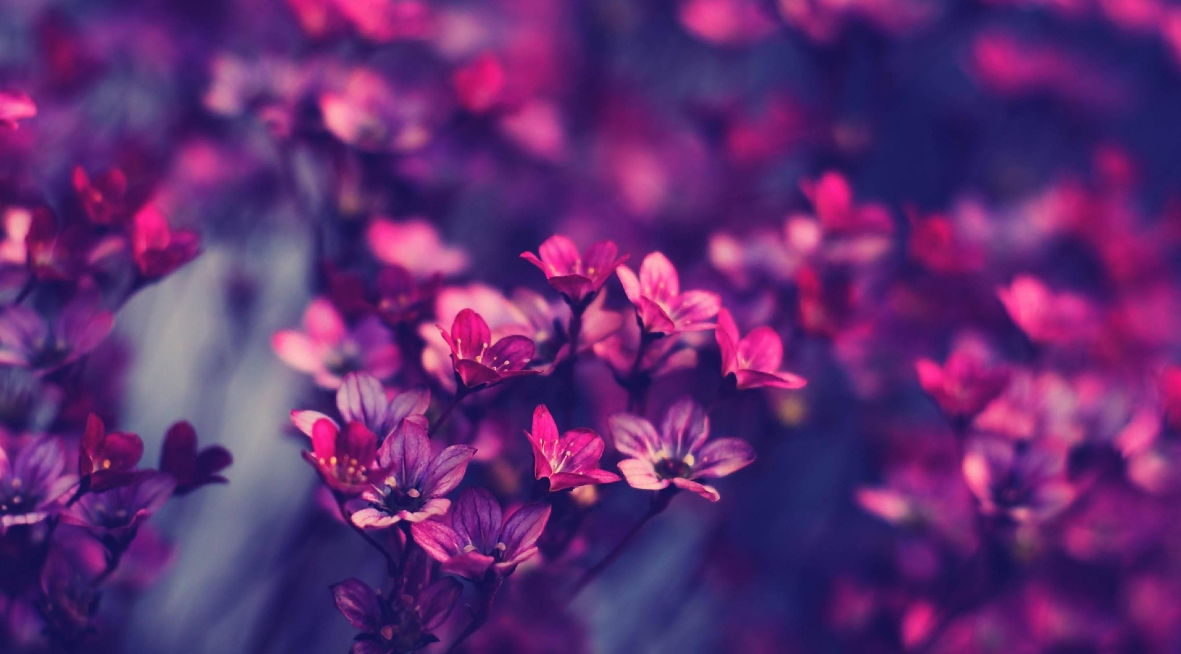 purple flowers, field, purple background, 2K Desktop Wallpaper