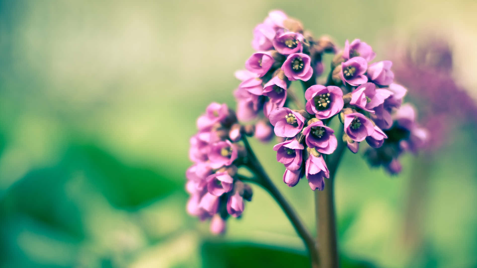 purple flower, blurred green background, delicate purple flowers, Full HD Desktop Wallpaper