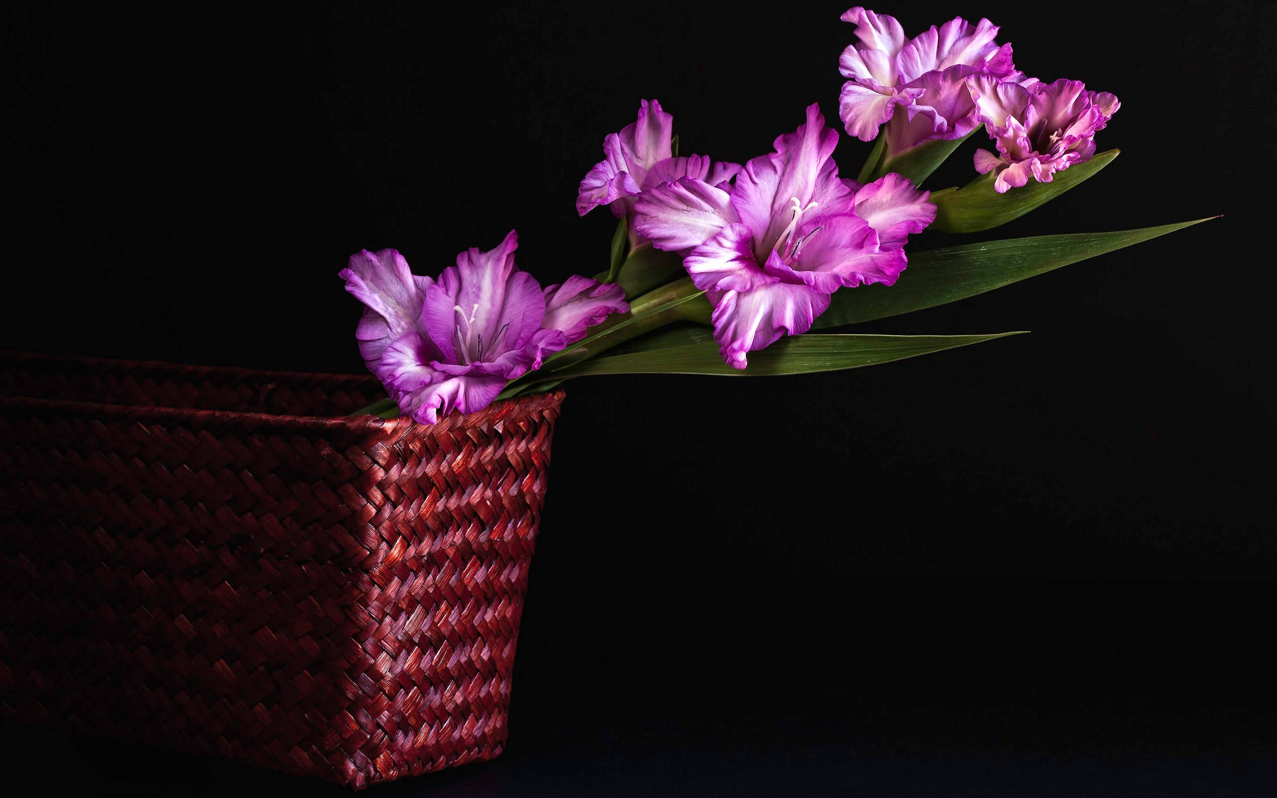 purple flower desktop, gladiolus flowers, white streaks, 2K Desktop Wallpaper