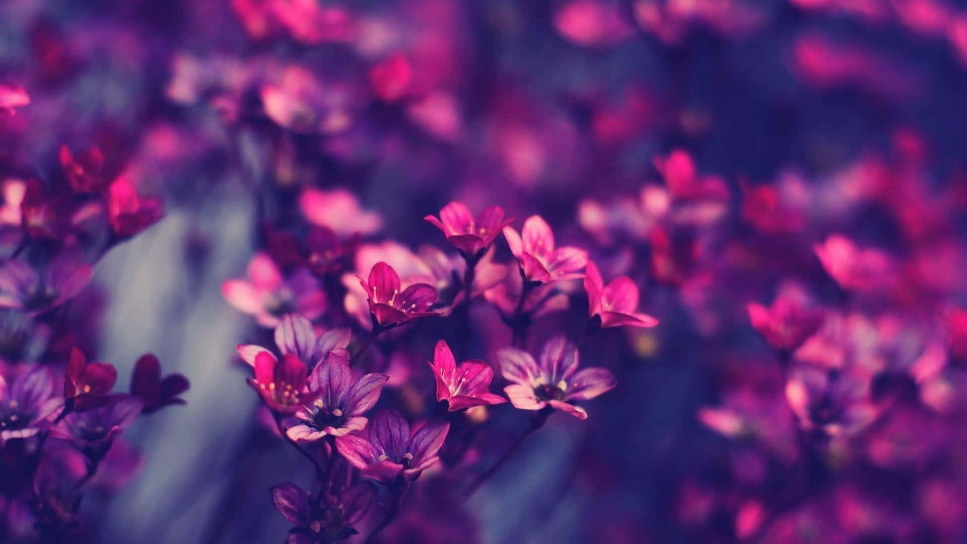 1920 x 1080, purple flowers, pink and purple flowers, Full HD Desktop Wallpaper