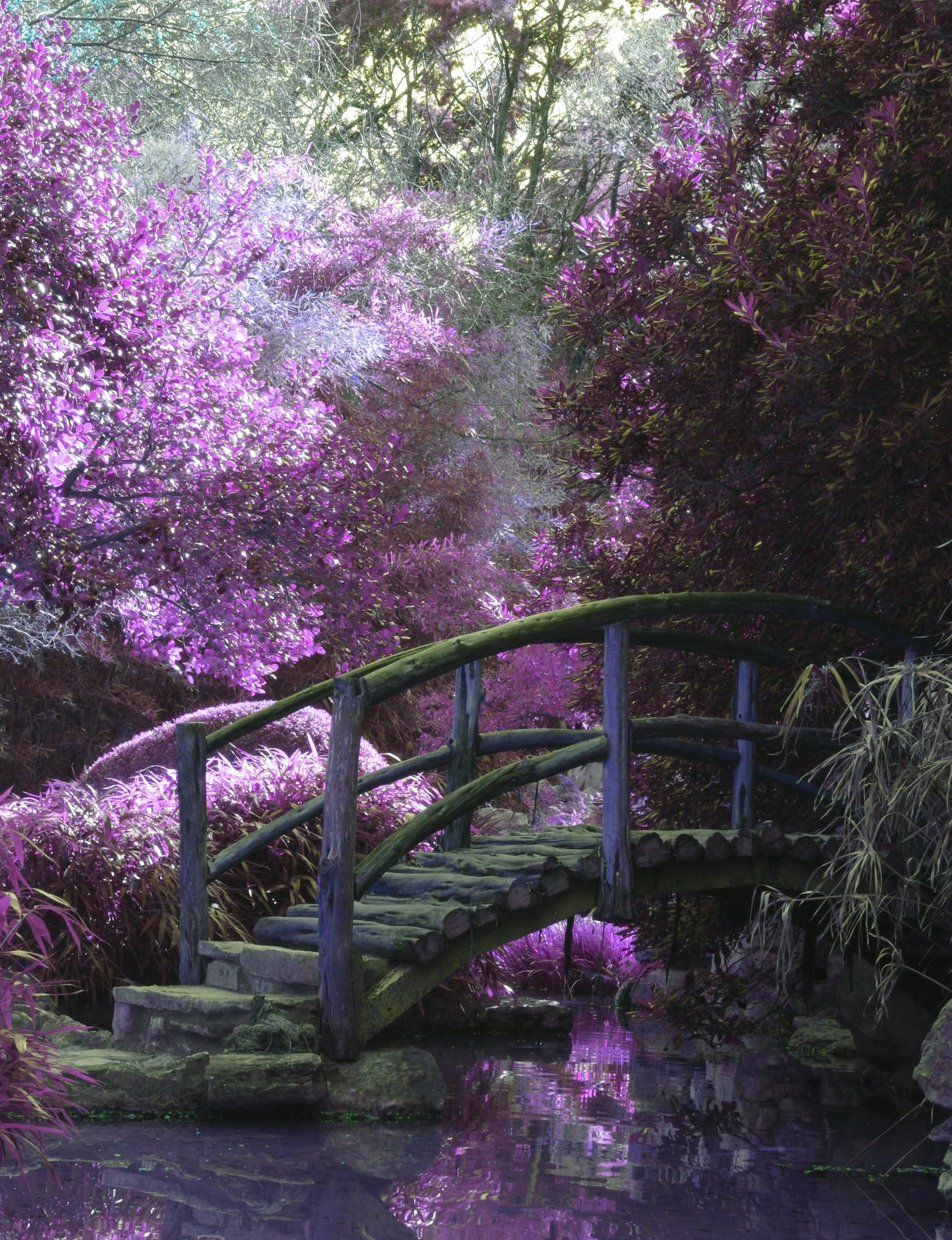 wooden bridge, purple trees, purple flowers, Full HD Phone Wallpaper