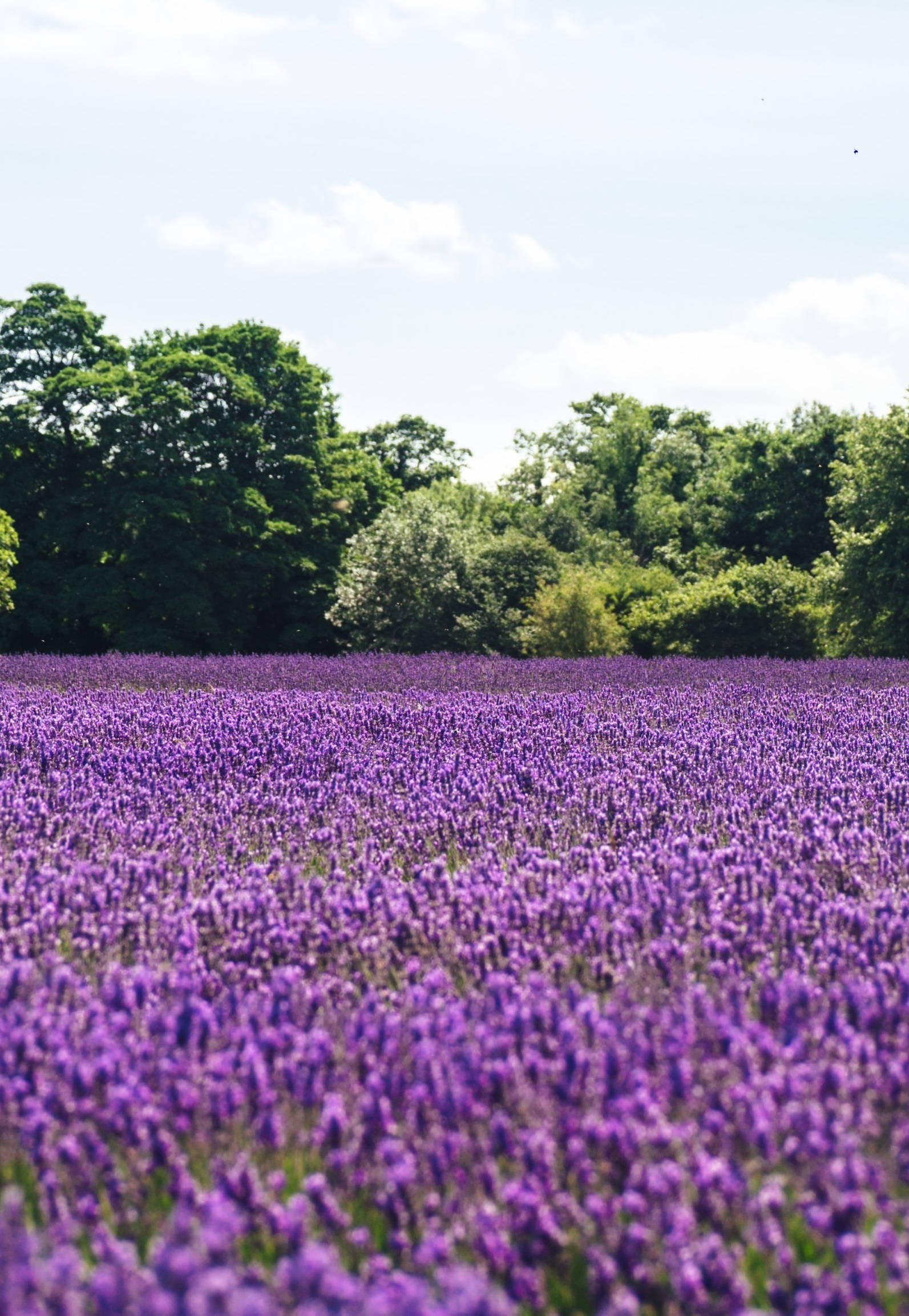 lavender field, vibrant purple lavender blooms, bright blue sky, Full HD Phone Wallpaper