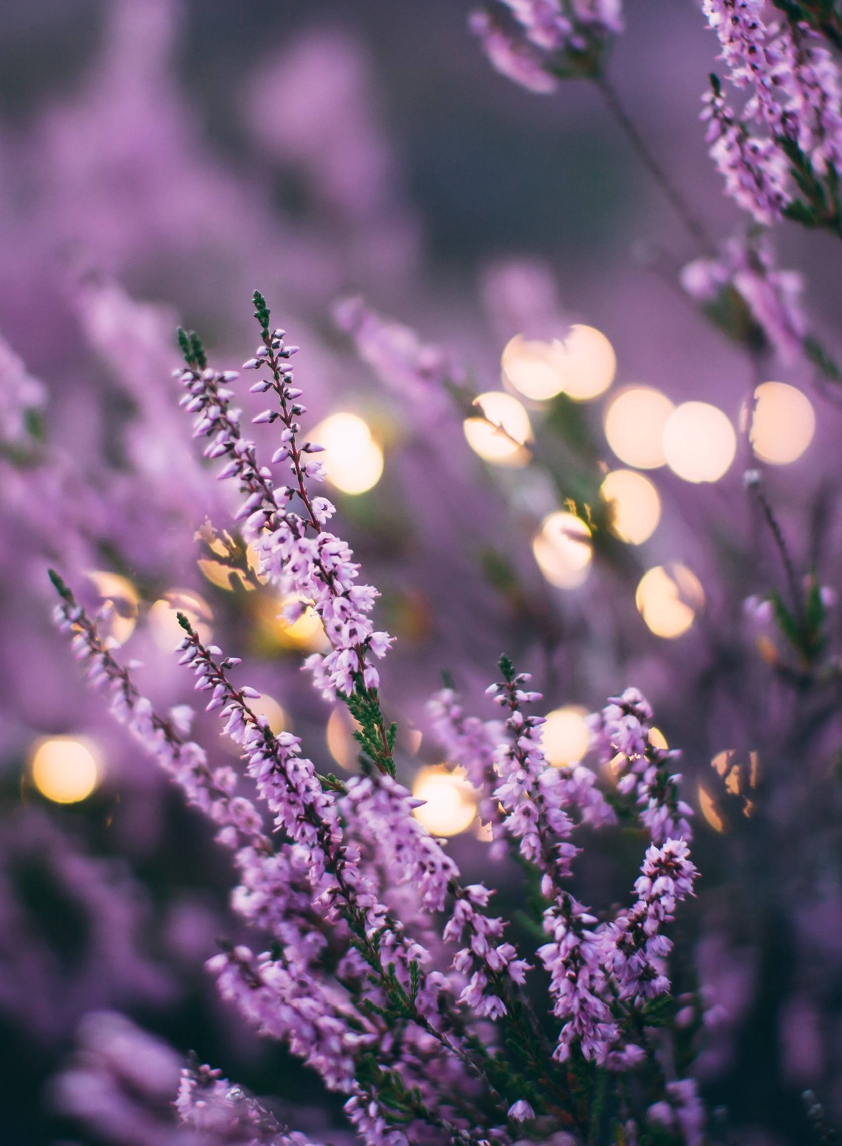 Lavandula Plants, full bloom, purple heather blooms, Full HD Phone Wallpaper