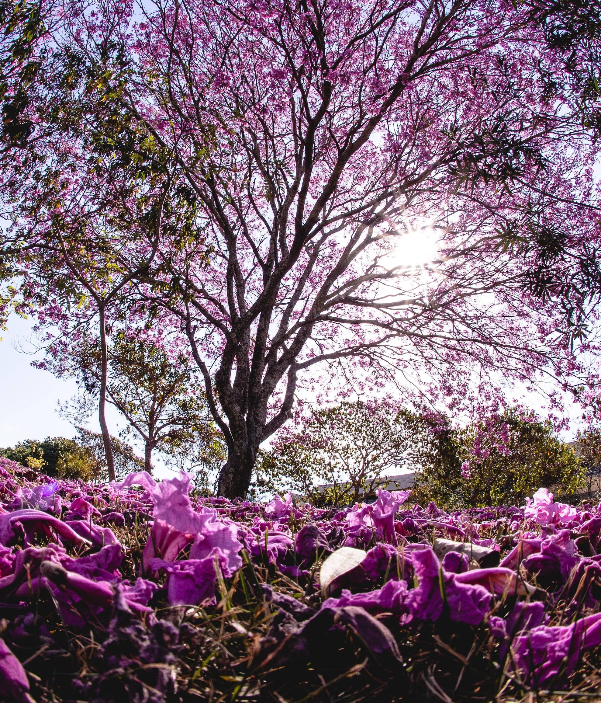 purple-flowering tree, purple bellflowers, sunbeams, Full HD Phone Wallpaper