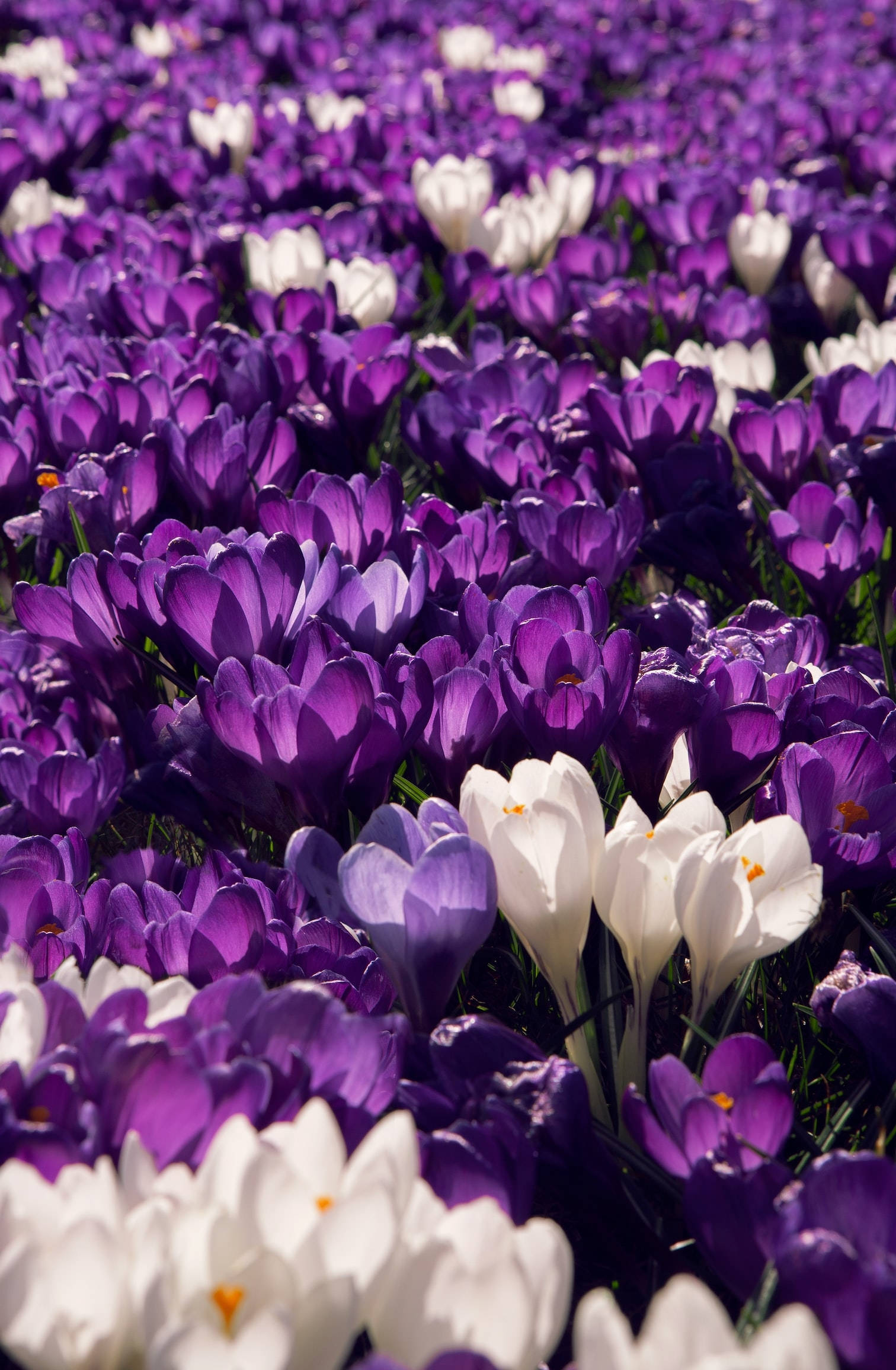 crocus field, purple flowers, white crocus flowers, Full HD Phone Wallpaper