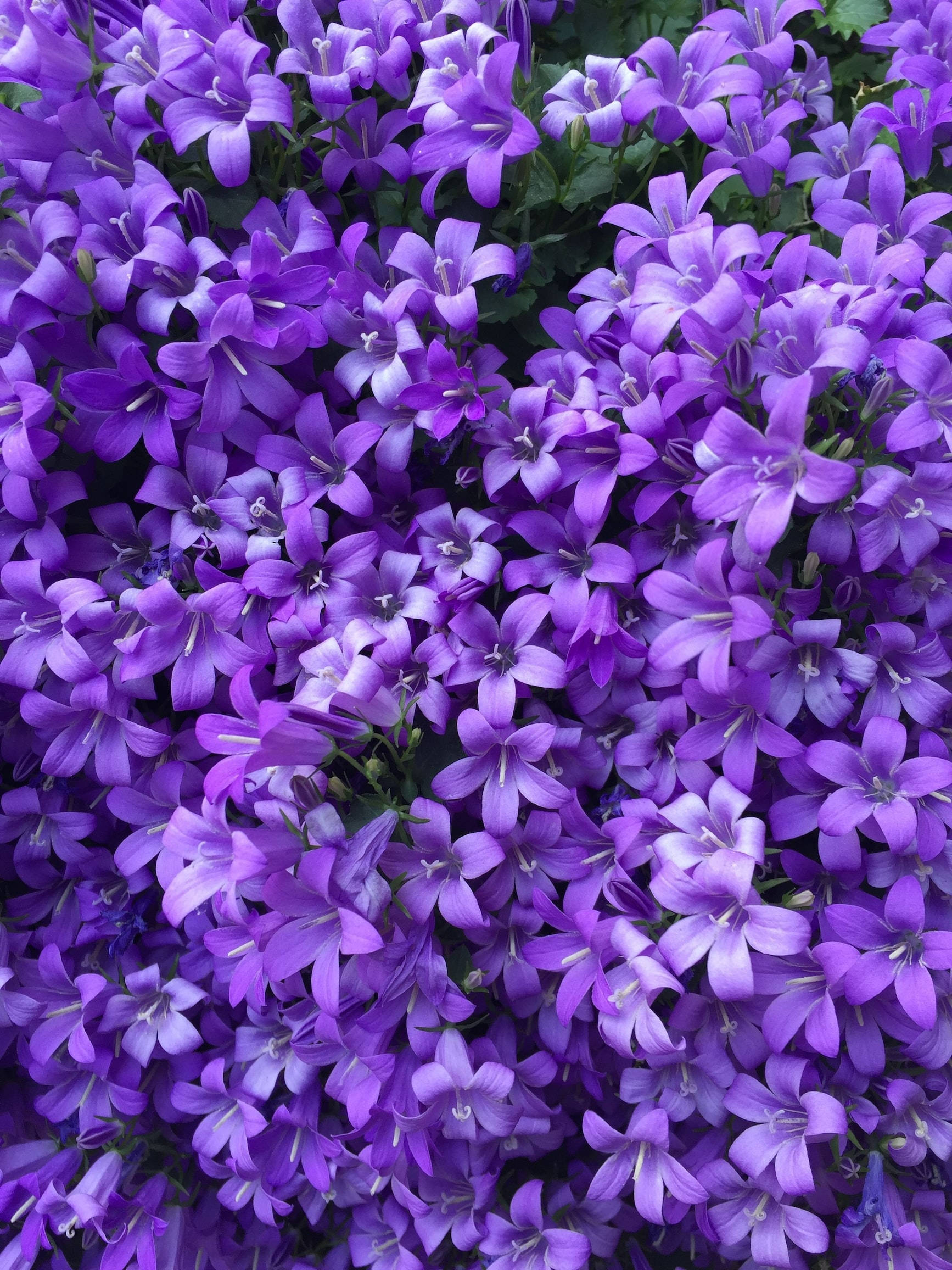 purple bellflowers, green foliage, natural light, Full HD Phone Wallpaper