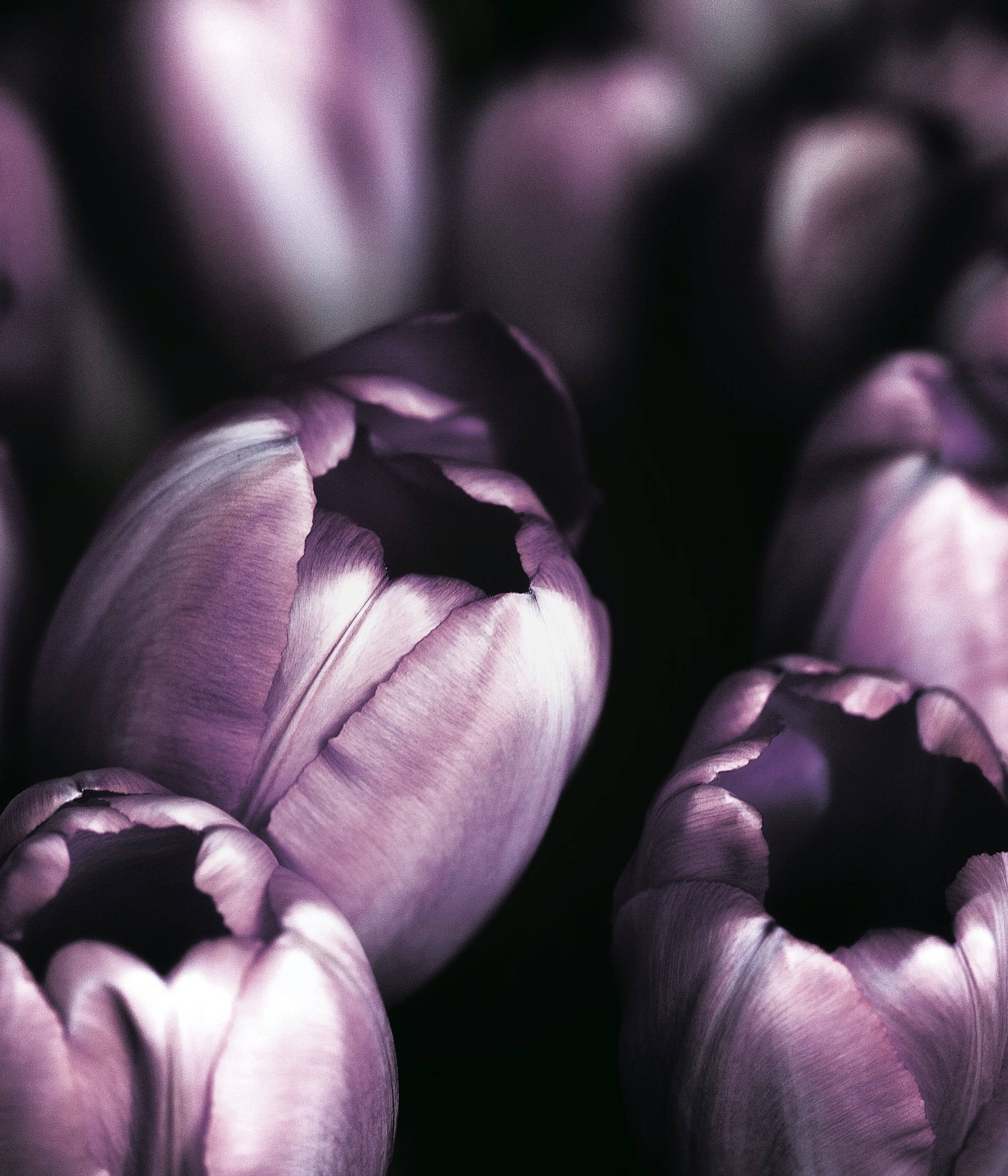 purple tulips, jacuzzi tulips, macro shot, Full HD Phone Wallpaper