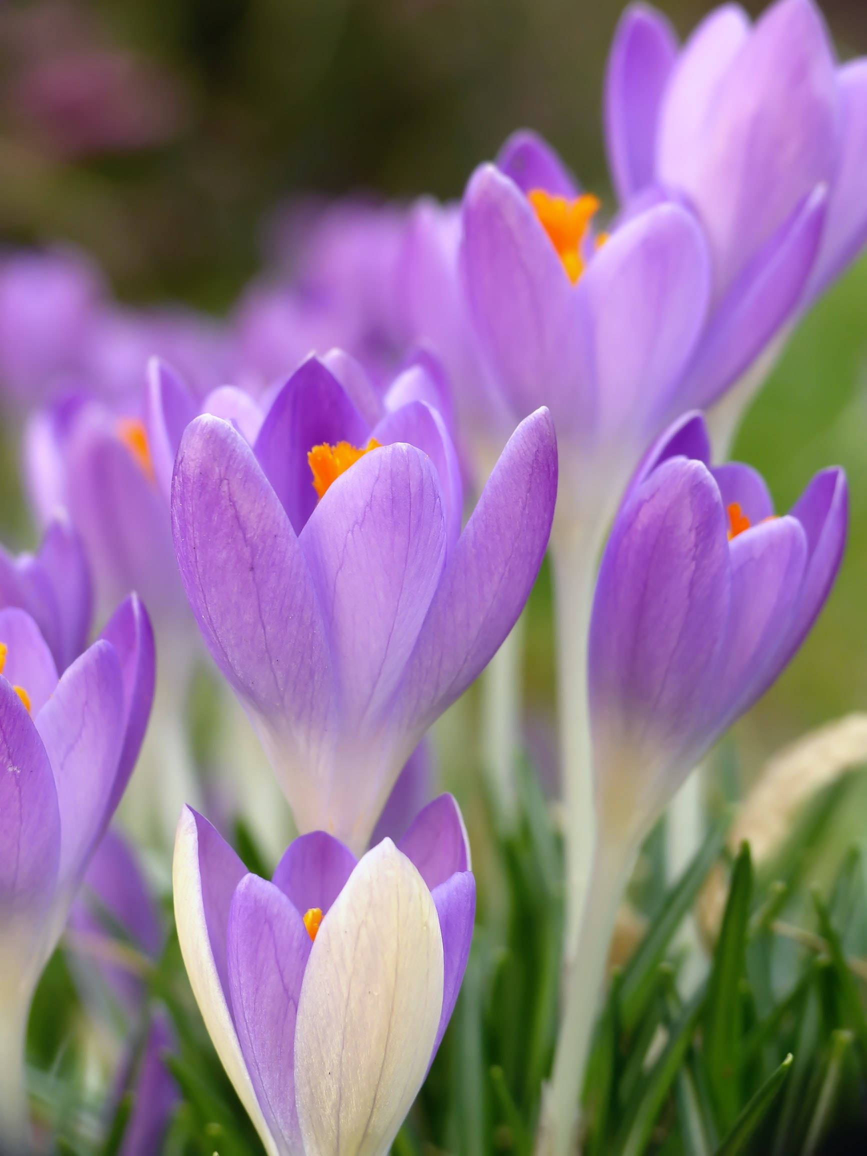 crocus flowers, purple, white, Full HD Phone Wallpaper