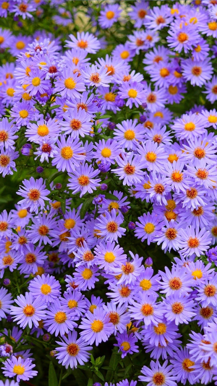 purple aster daisies, vibrant purple, bright orange centers, HD Phone Wallpaper