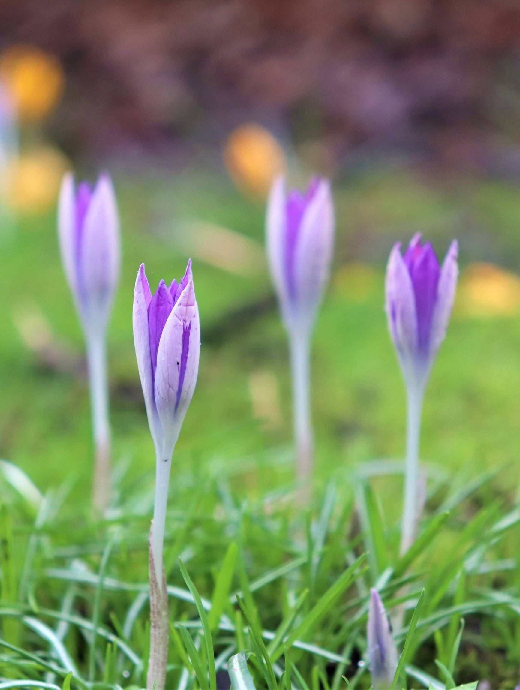 purple crocus flowers, lush green grass, soft-focused garden scene, Full HD Phone Wallpaper