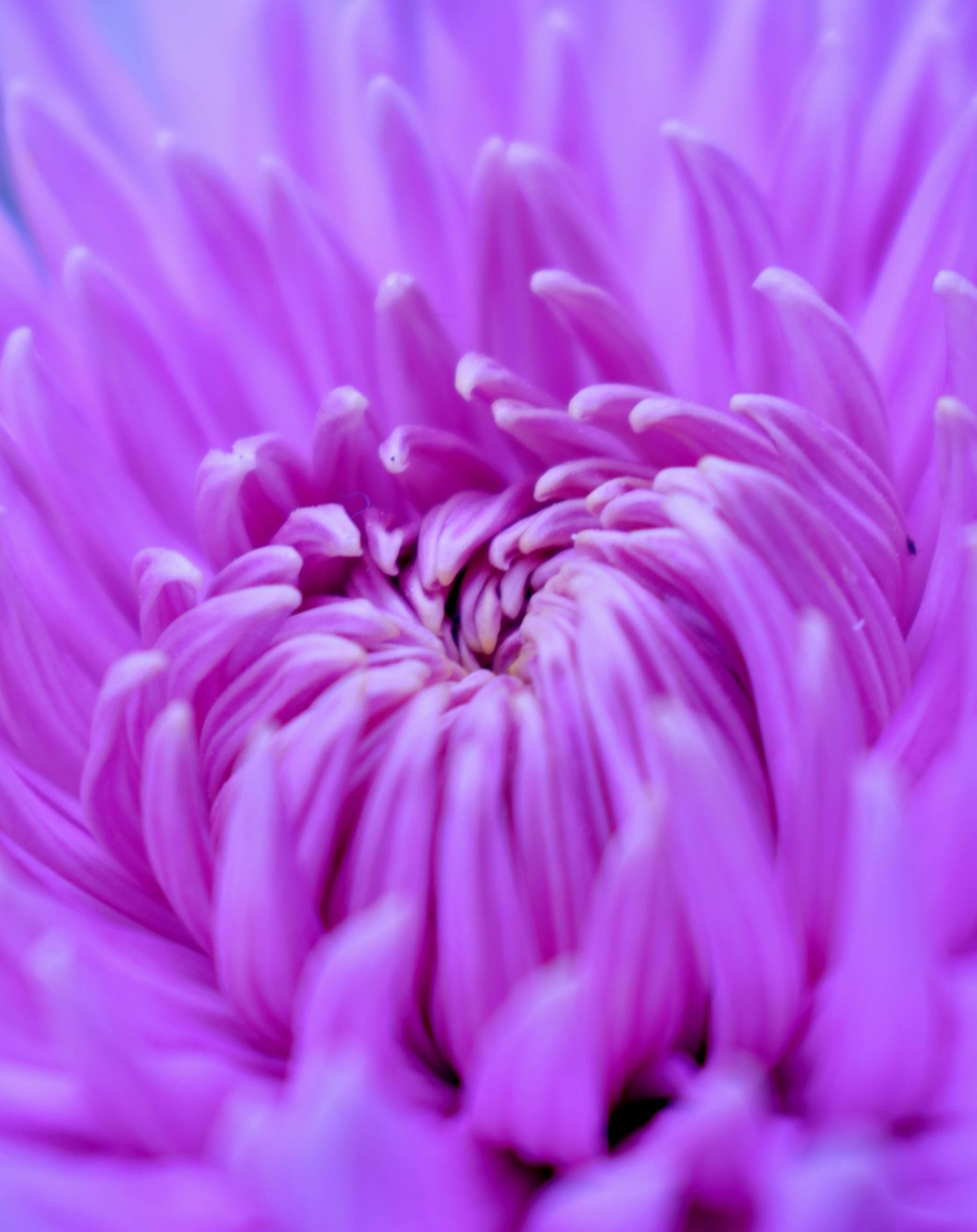 purple chrysantemum flower, blooming, iPhone, Full HD Phone Wallpaper
