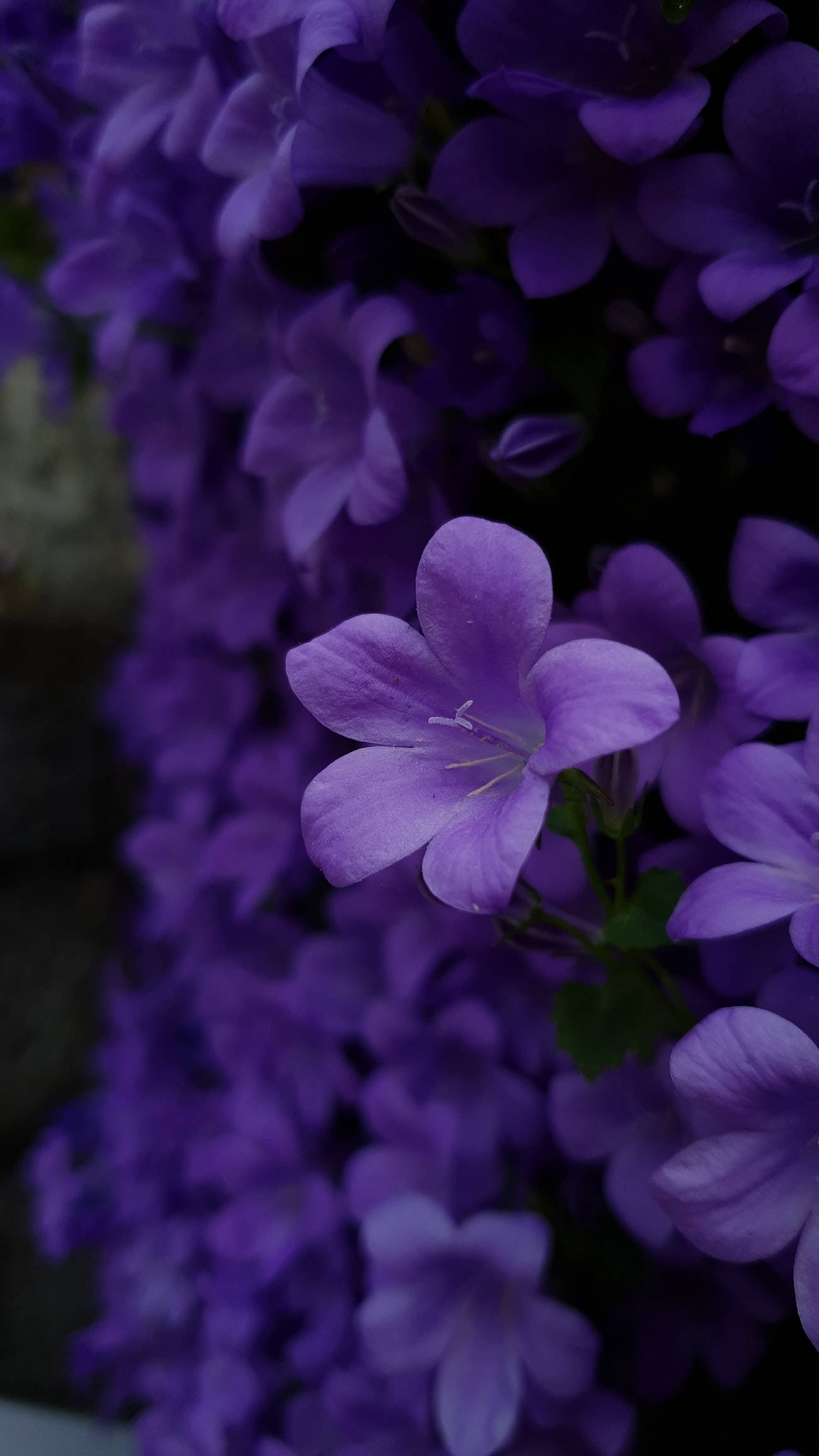 purple bellflowers, vibrant purple, soft petals, Full HD Phone Wallpaper