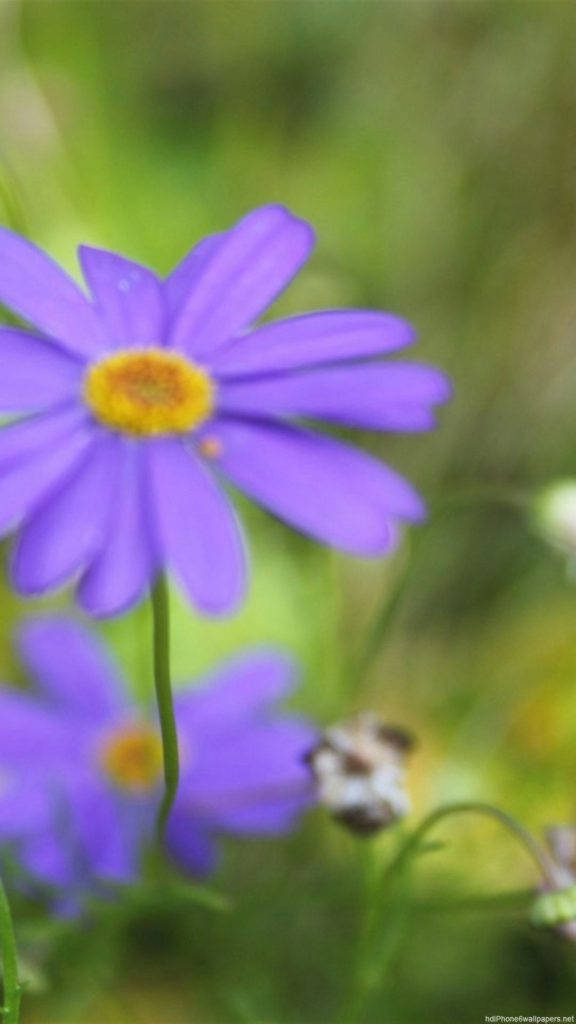 violet daisy, green meadow, purple daisy, SD Phone Wallpaper