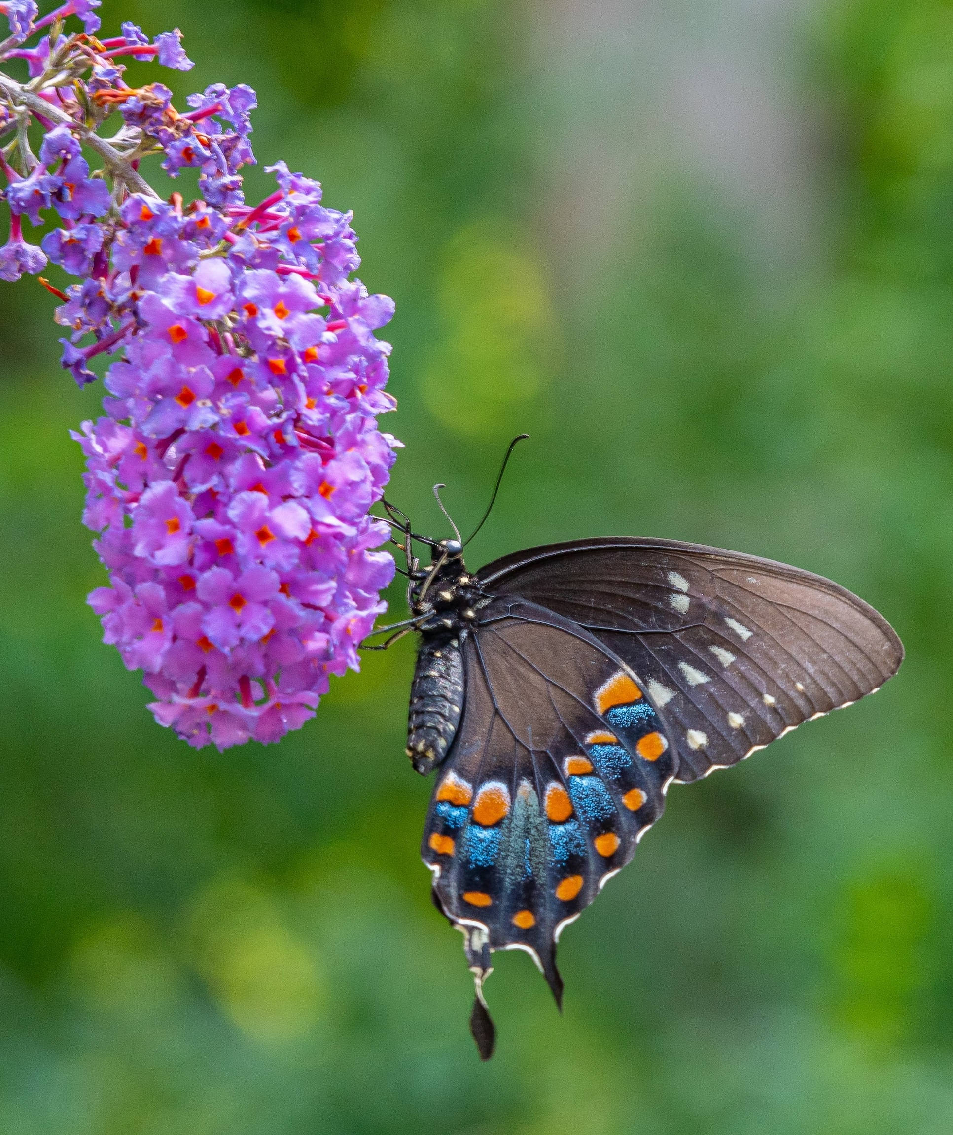 butterfly, wisteria flower, purple flowers, Full HD Phone Wallpaper