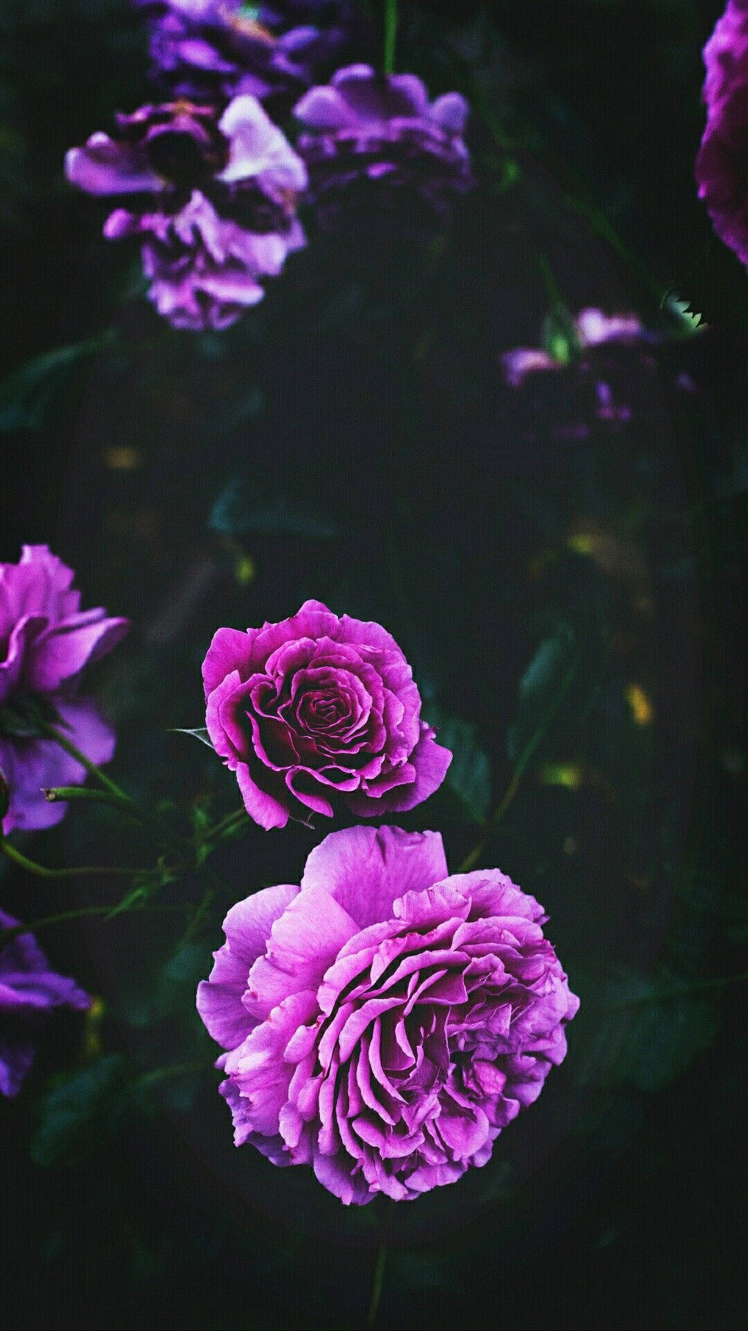 purple roses, black background, soft focus, Full HD Phone Wallpaper
