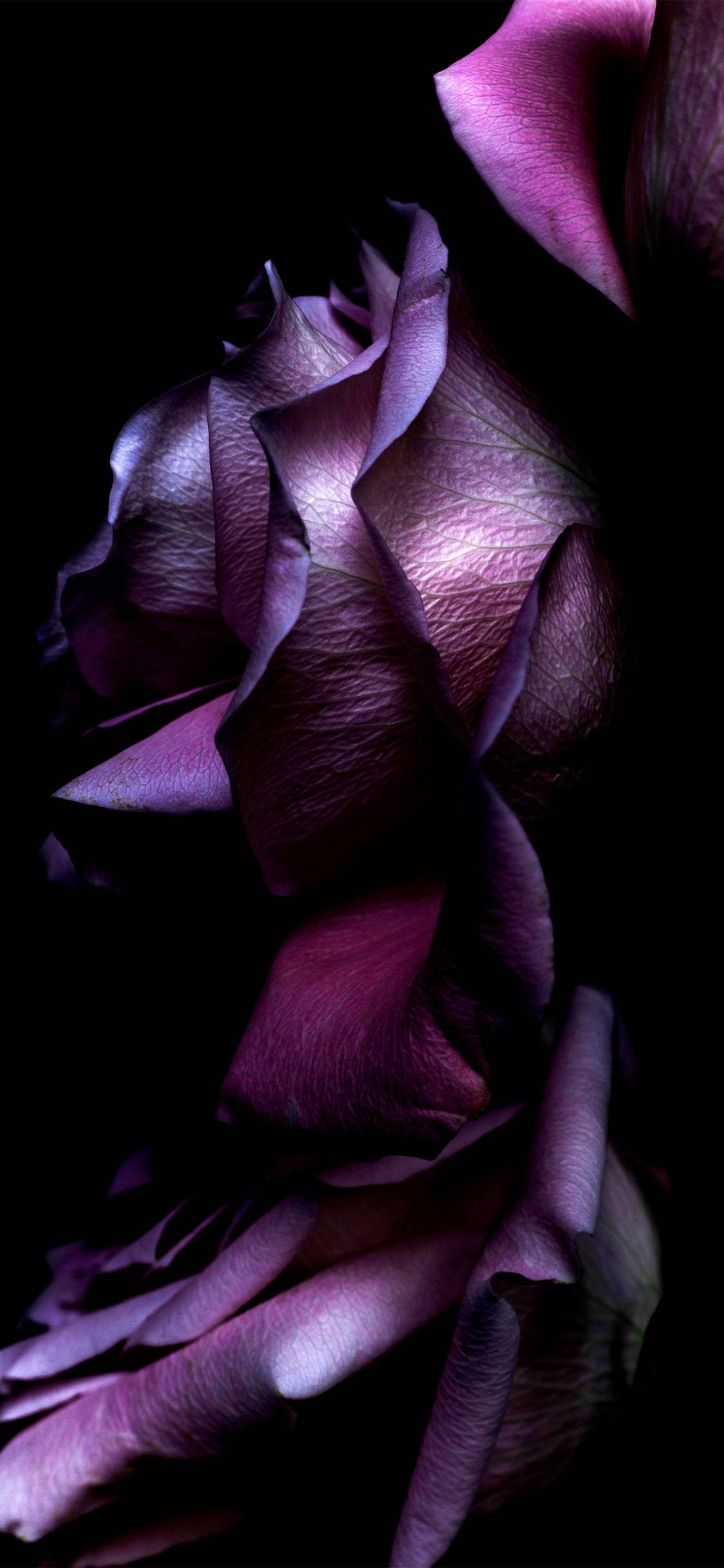 iPhone 11, purple, rose, Full HD Phone Wallpaper