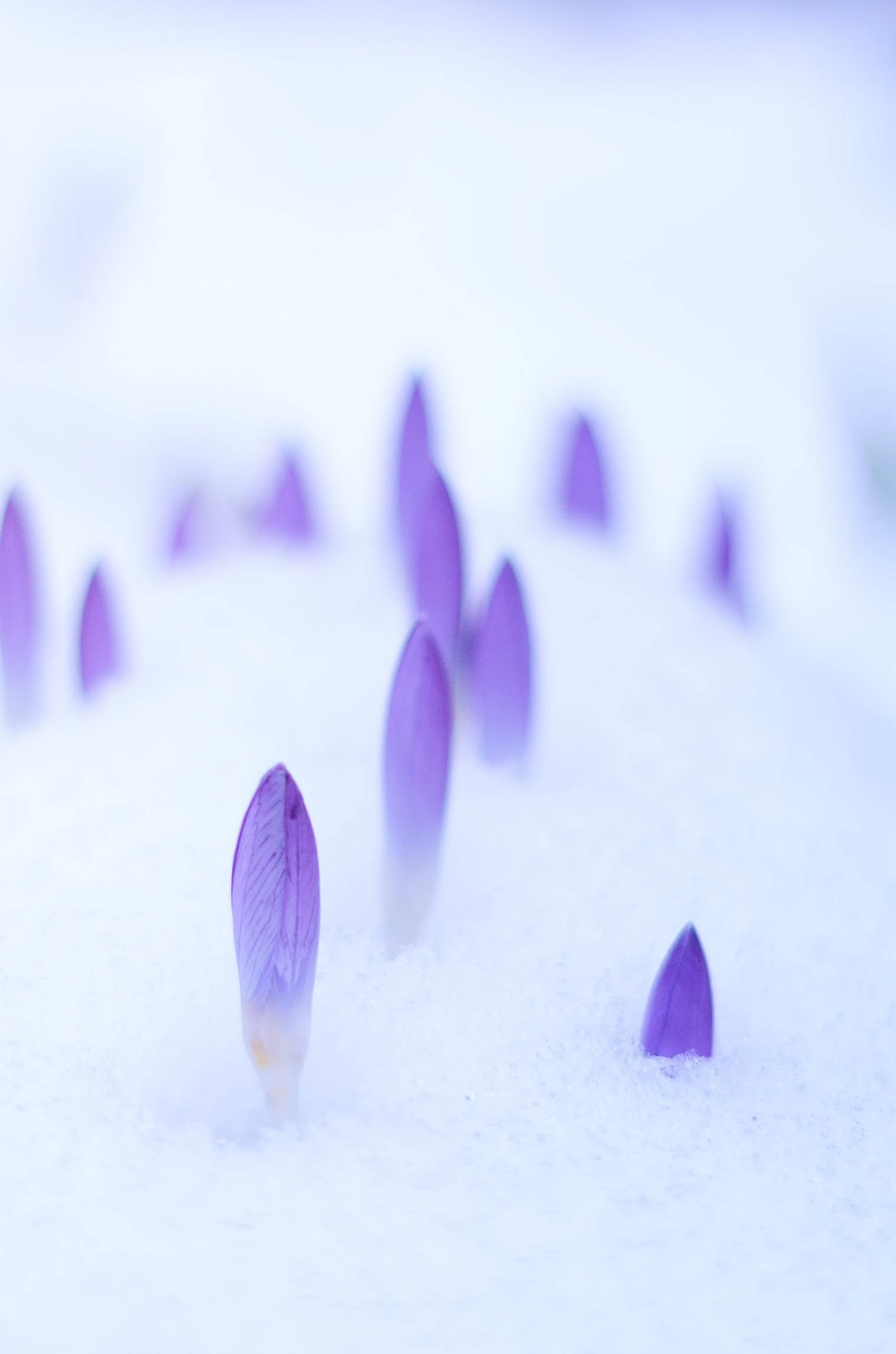 Purple crocus buds, soft snow, serene winter scene, Full HD Phone Wallpaper
