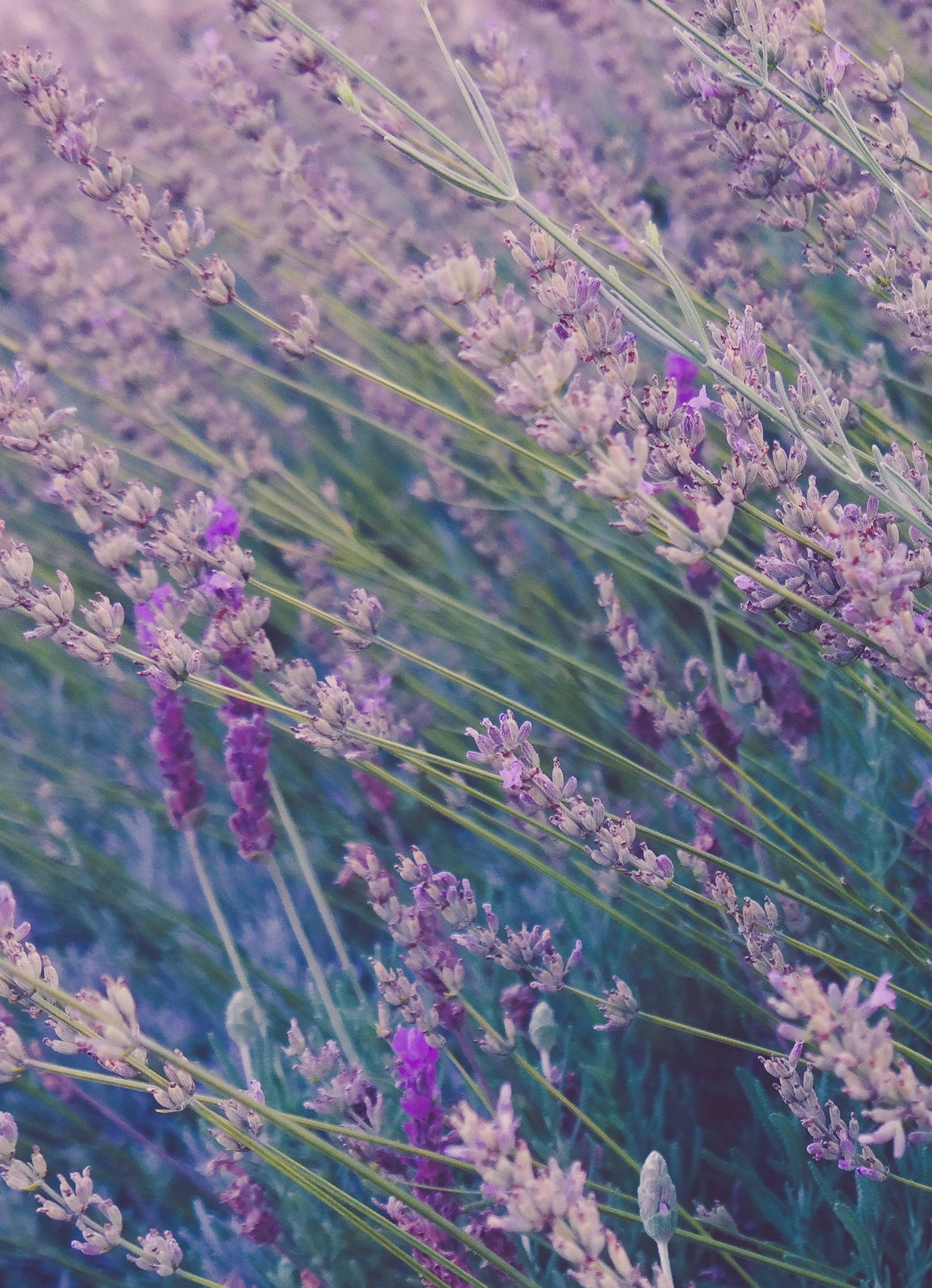 Lavender Field, purple flower, iPhone, Full HD Phone Wallpaper