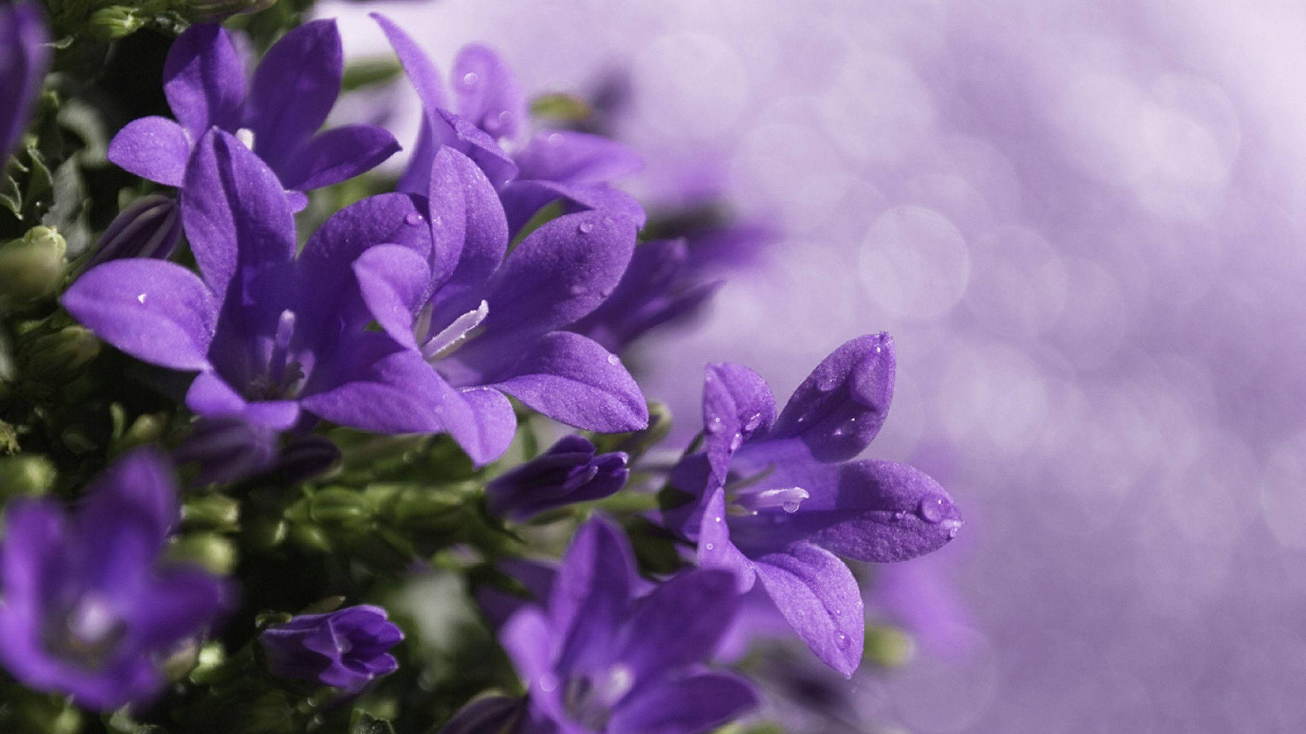 Purple Flower laptop, vibrant purple bellflowers, dewdrops, 2K Desktop Wallpaper