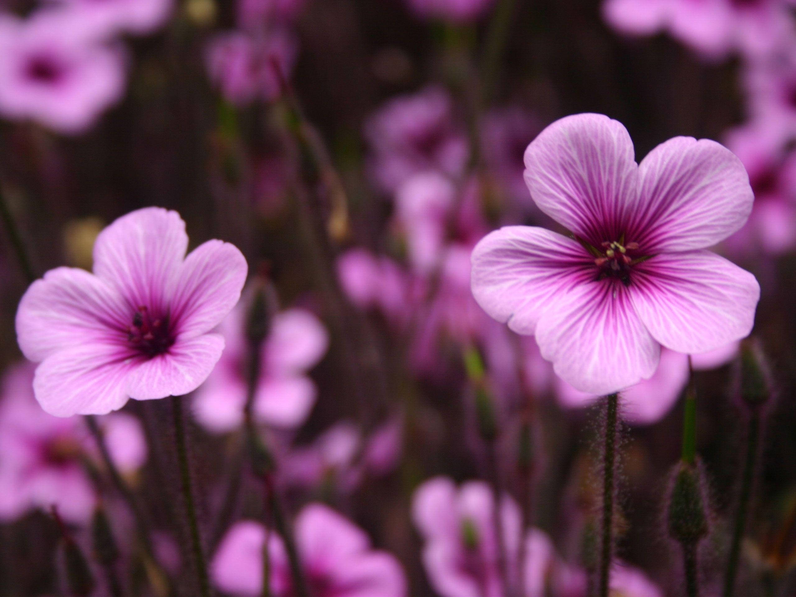 purple flower laptop, 2560 x 1920, soft pink flowers, 2K Desktop Wallpaper