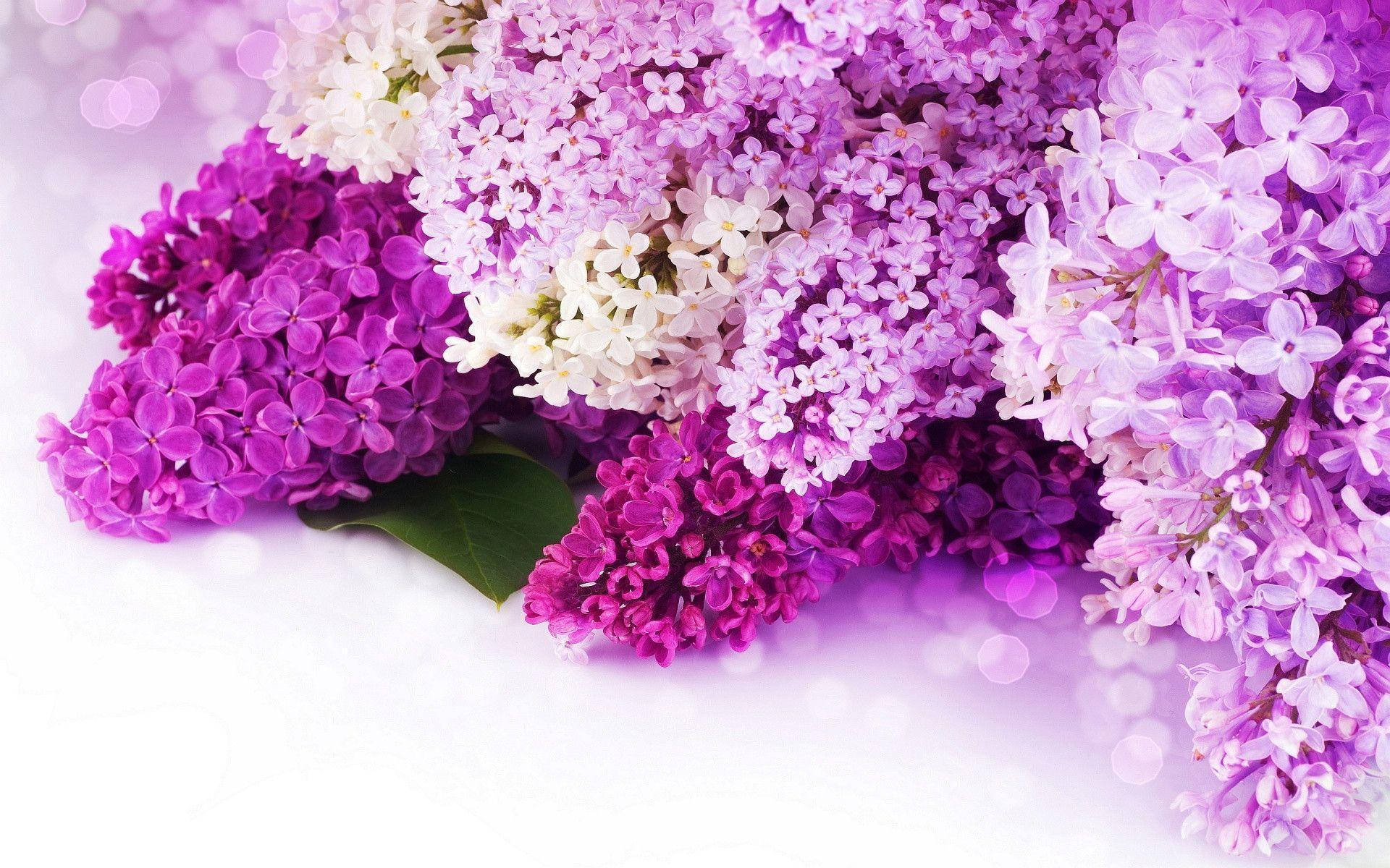 purple flower, lilac flowers, white lilac flowers, Full HD Desktop Wallpaper