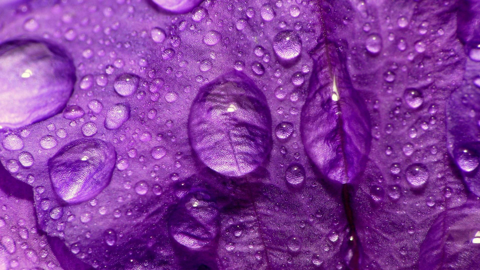 purple flower laptop, velvety purple petals, water droplets, Full HD Desktop Wallpaper