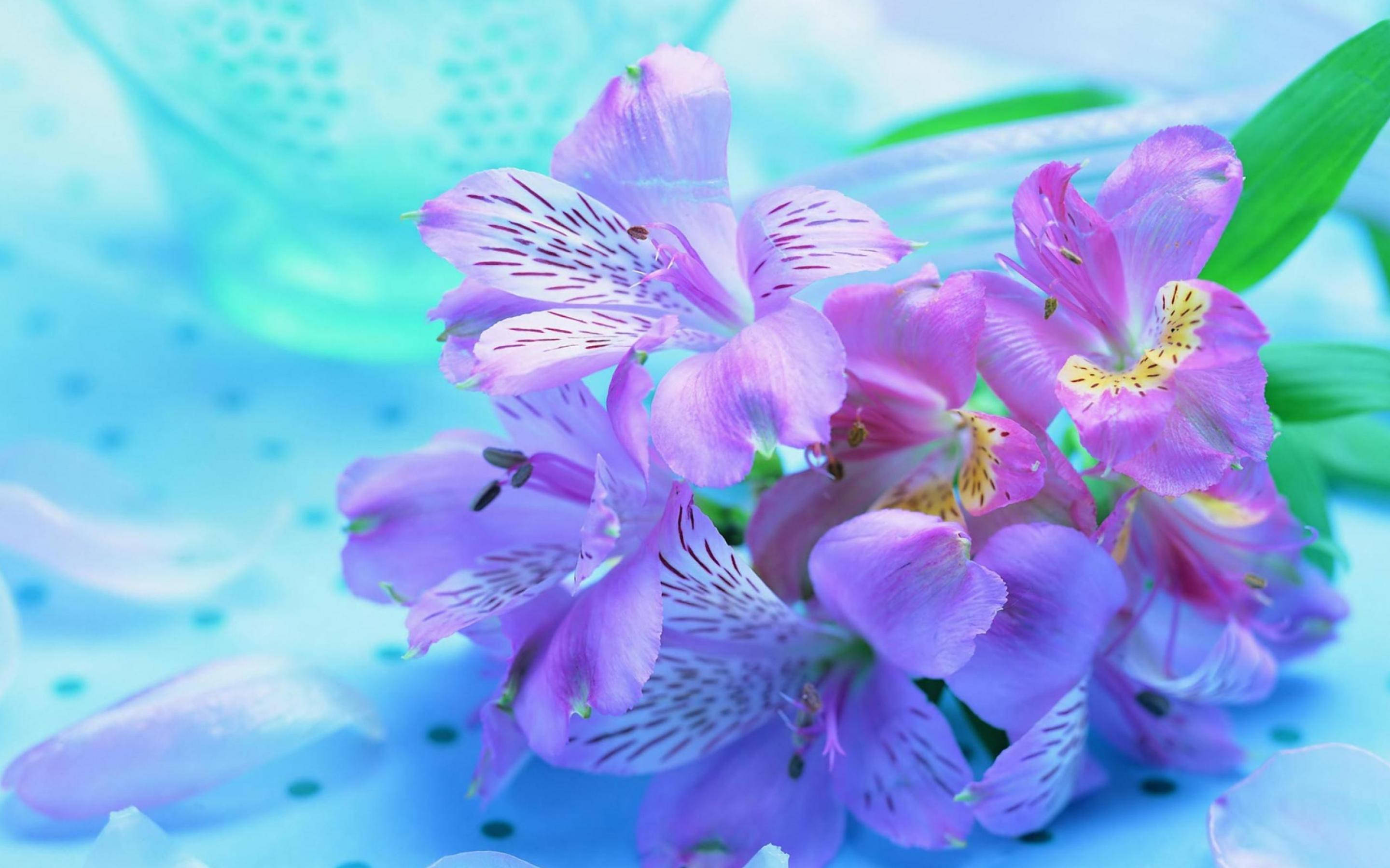 purple flower laptop, vibrant purple alstroemeria flowers, delicate white stripes, 2K Desktop Wallpaper
