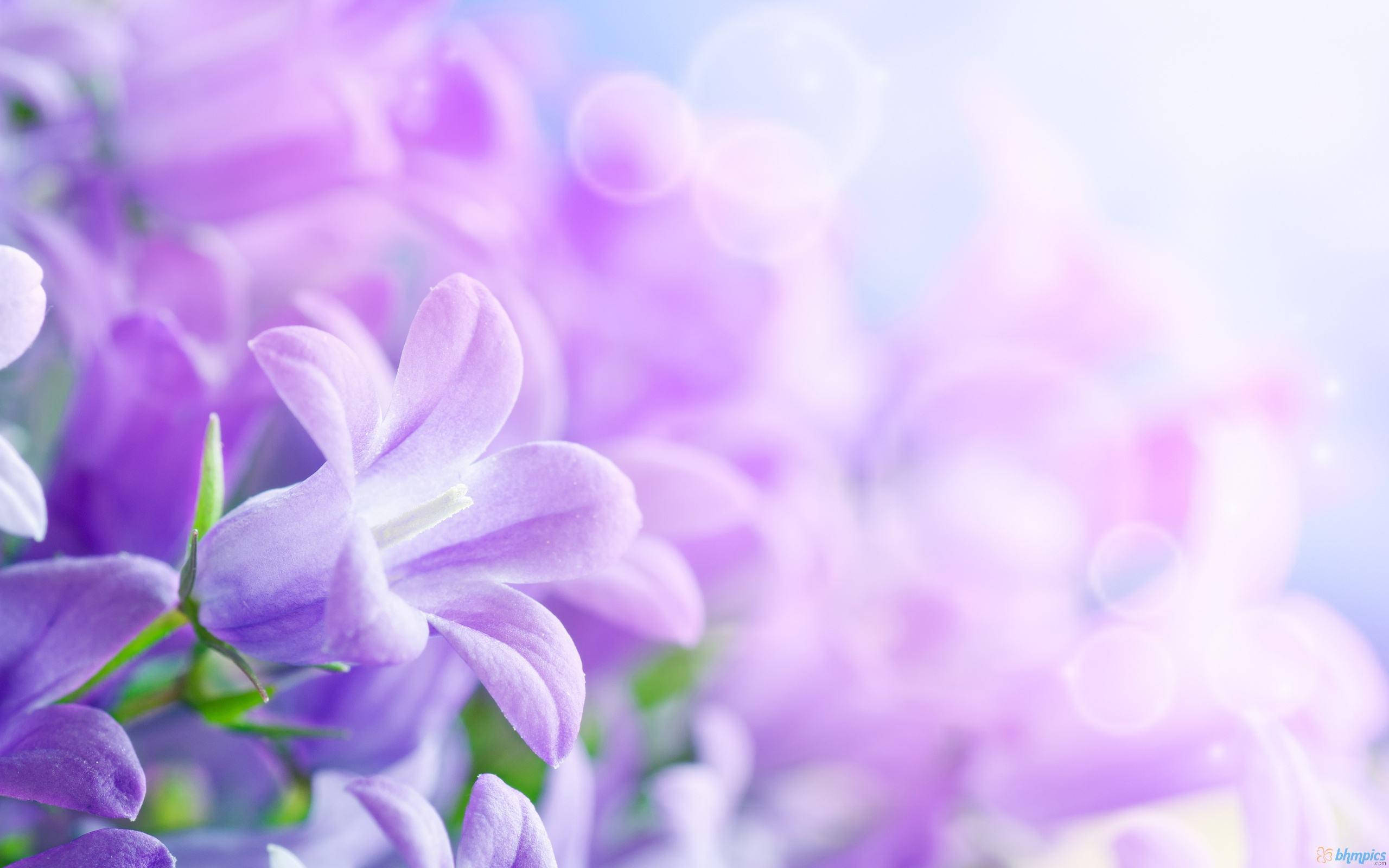 purple flower laptop, soft purple bellflowers, dreamy bokeh background, 2K Desktop Wallpaper