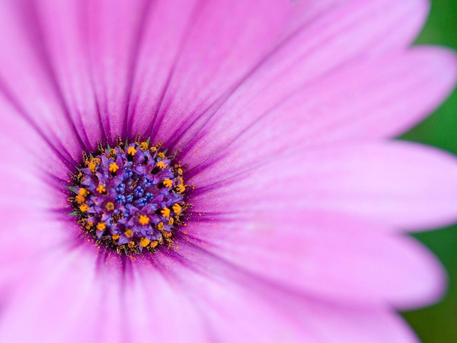 Purple Flower Laptop, vibrant pink daisy, purple and orange center, HD Desktop Wallpaper