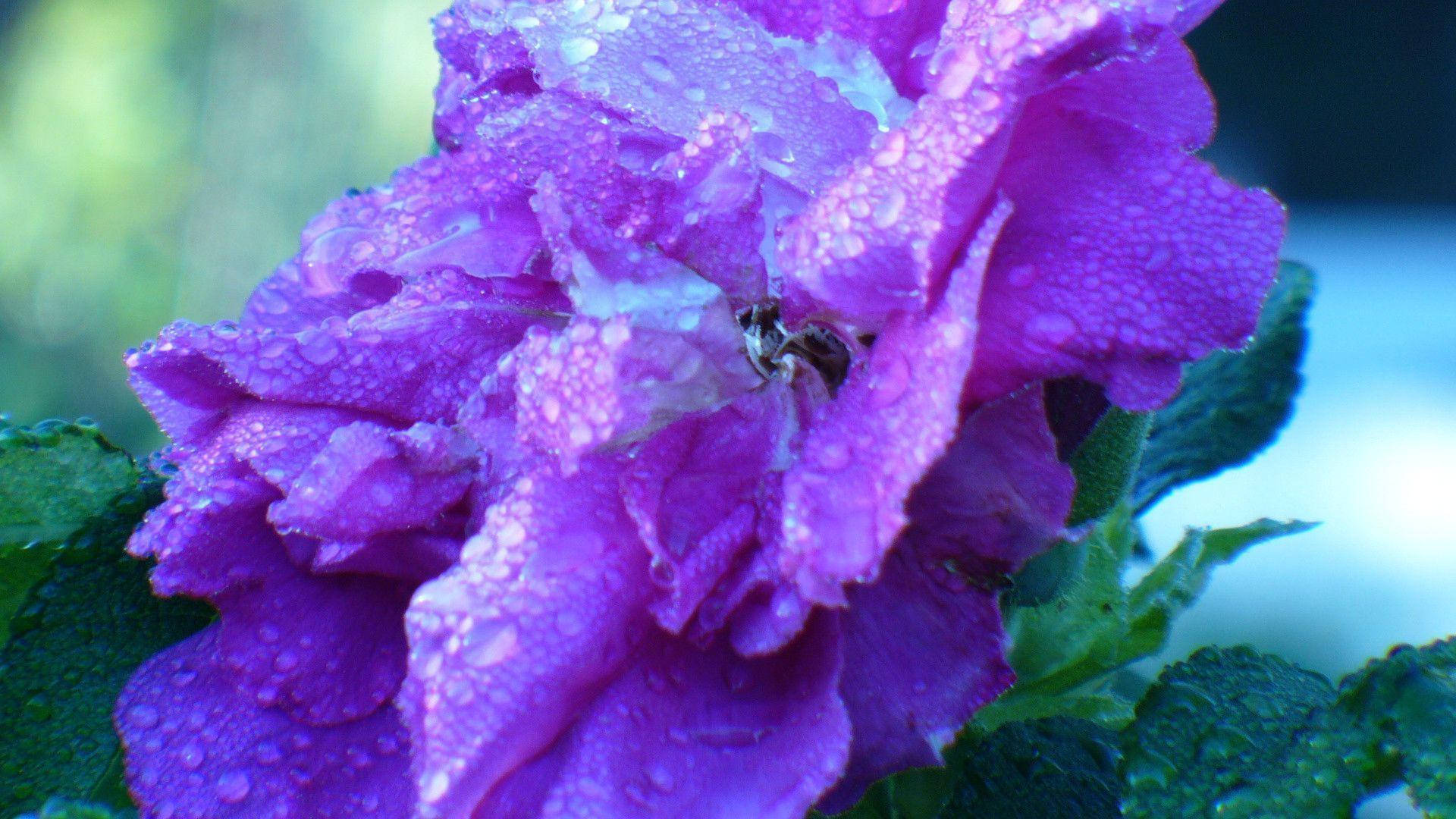 purple rose, dewdrops, tiny bee, Full HD Desktop Wallpaper