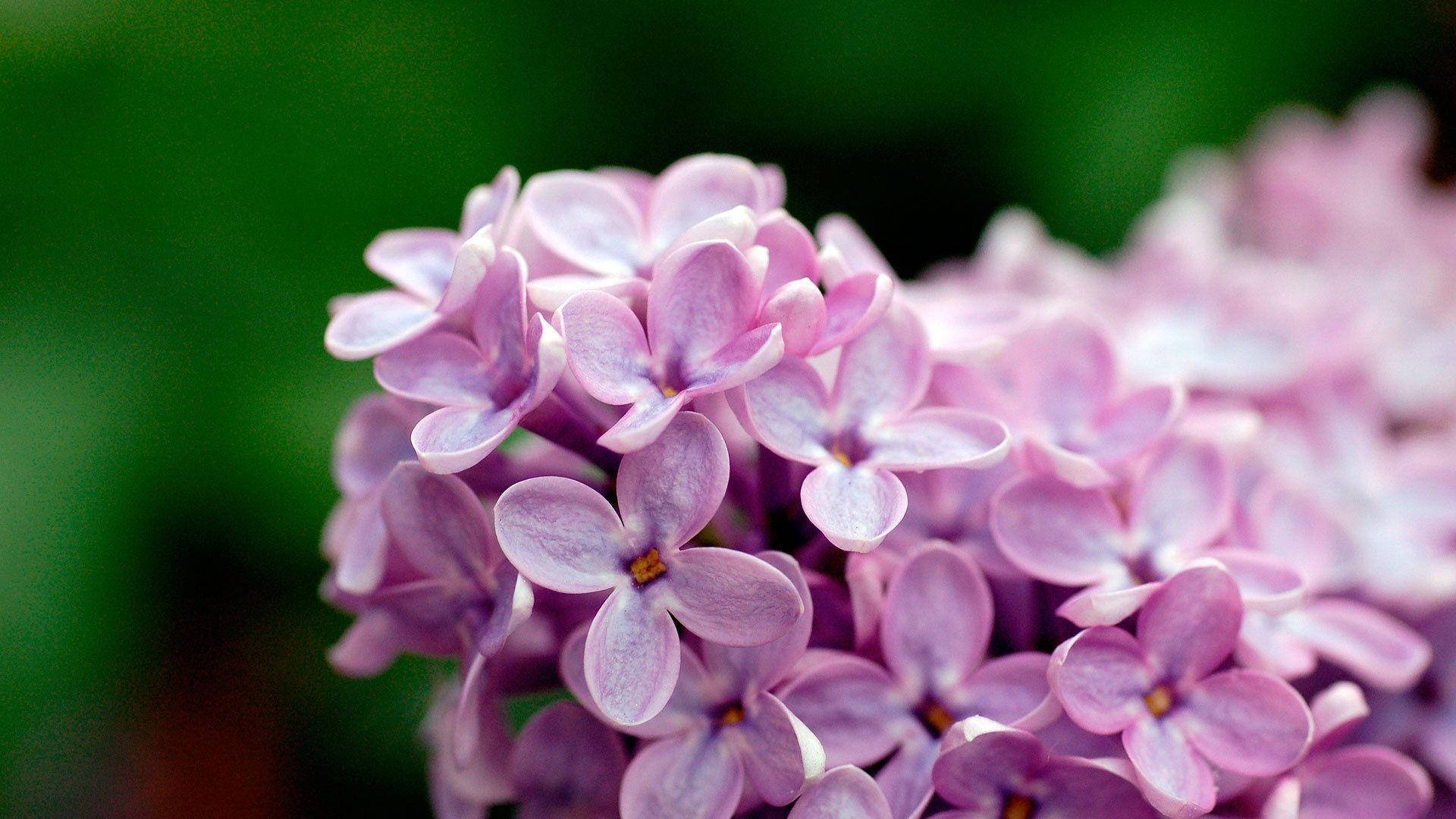 purple lilac flower, delicate purple lilac blossoms, soft petals, Full HD Desktop Wallpaper