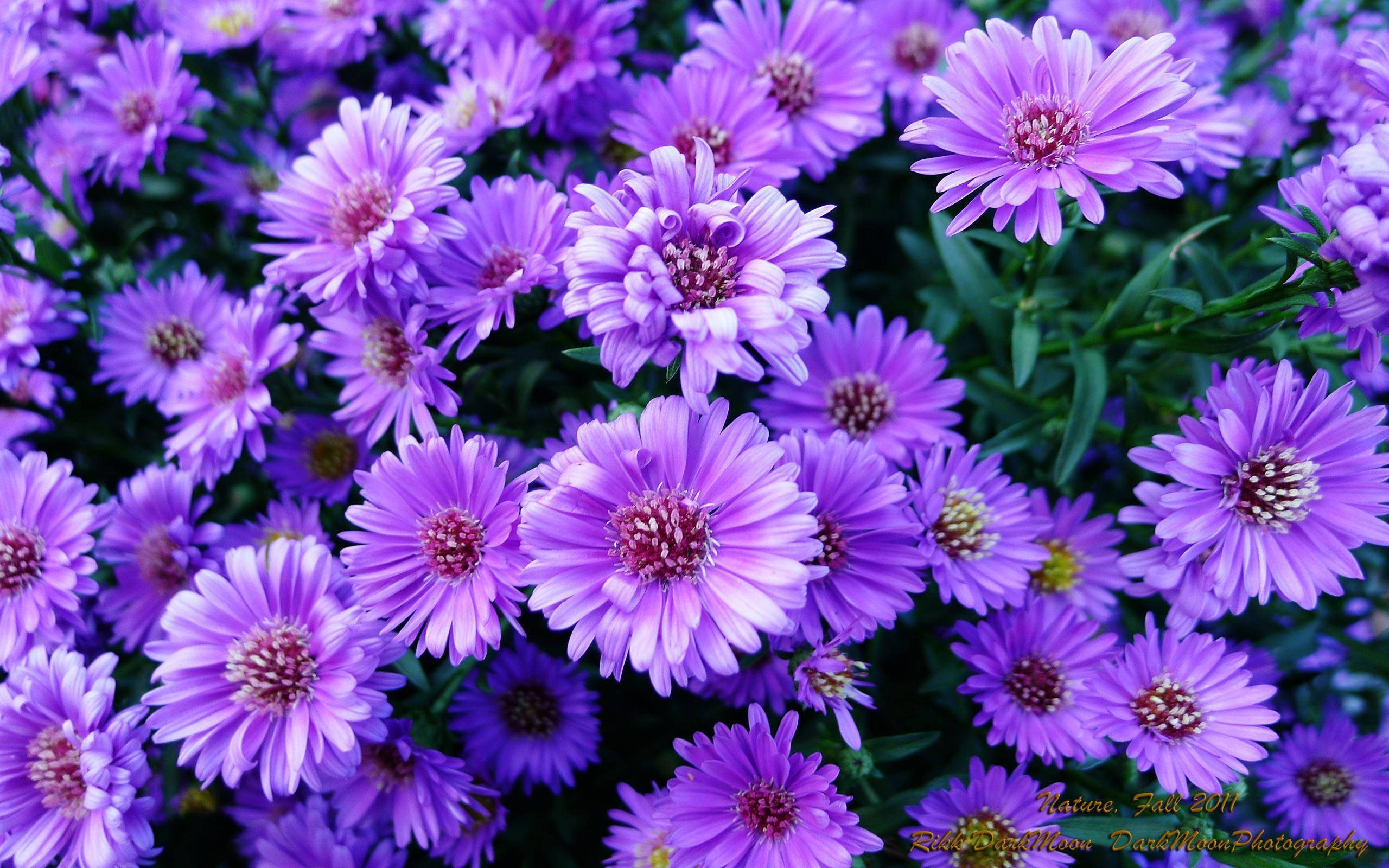 purple flower laptop, vibrant purple aster flowers, delicate petals, 2K Desktop Wallpaper