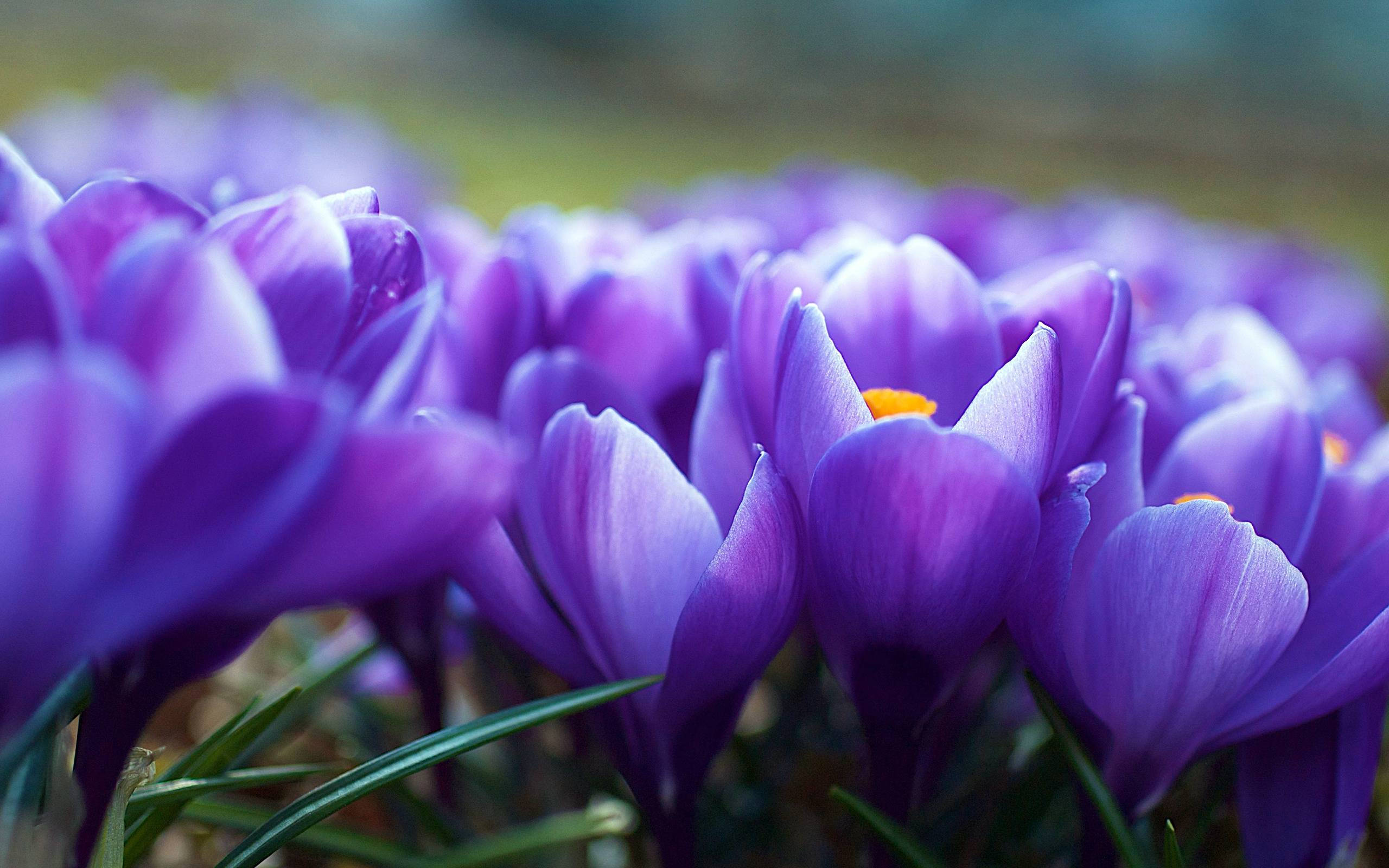 Purple Autumn Crocus Flower, vibrant purple crocus flowers, yellow centers, 2K Desktop Wallpaper