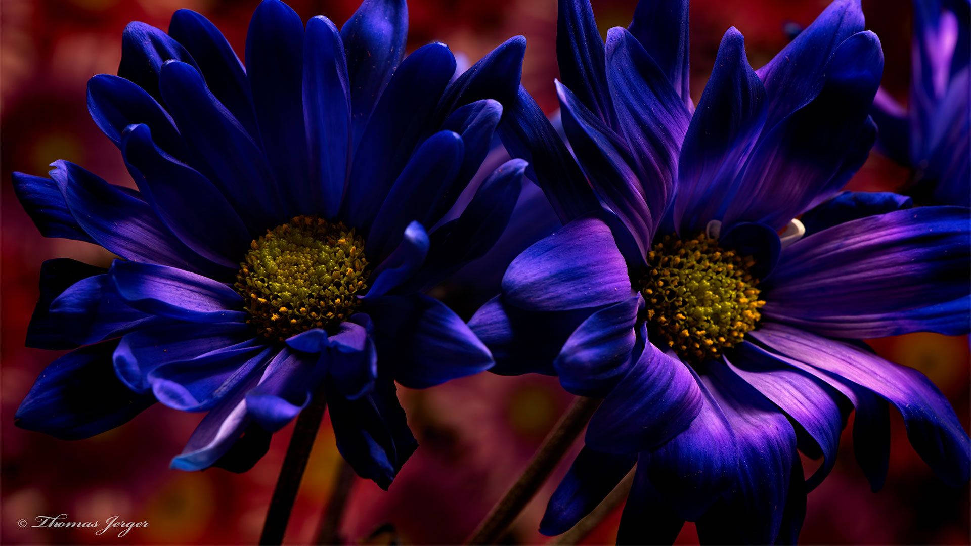 dark purple flowers laptop, vivid blue-purple daisies, golden centers, Full HD Desktop Wallpaper