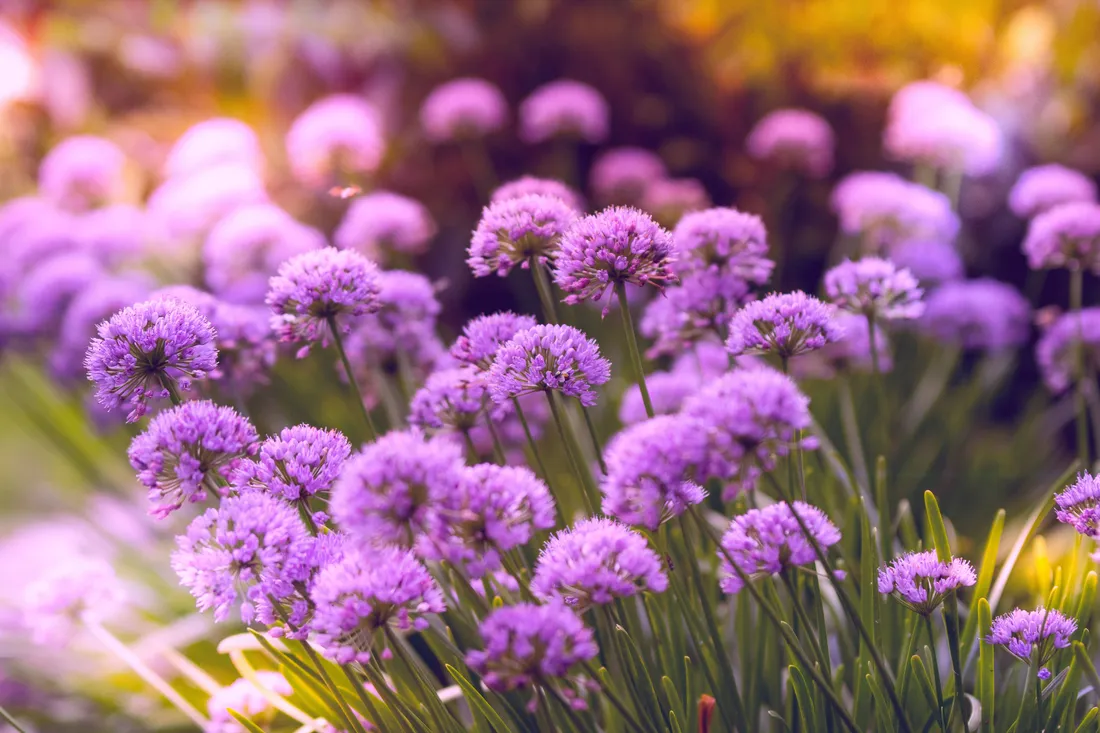 Purple Flower