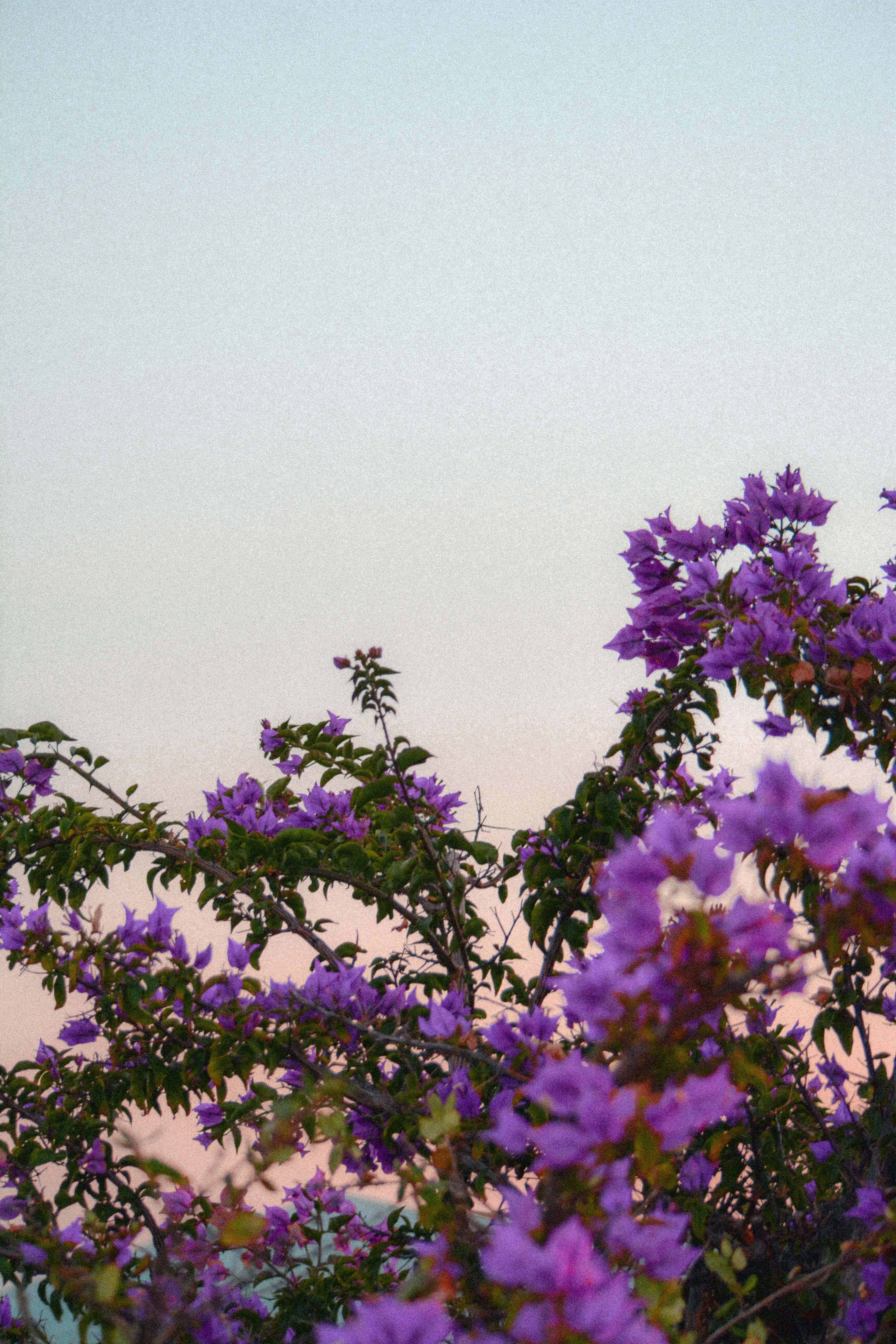 Homeopathic Bougainvillea Plant, vibrant purple bougainvillea, soft pastel sky, 5K Phone Wallpaper