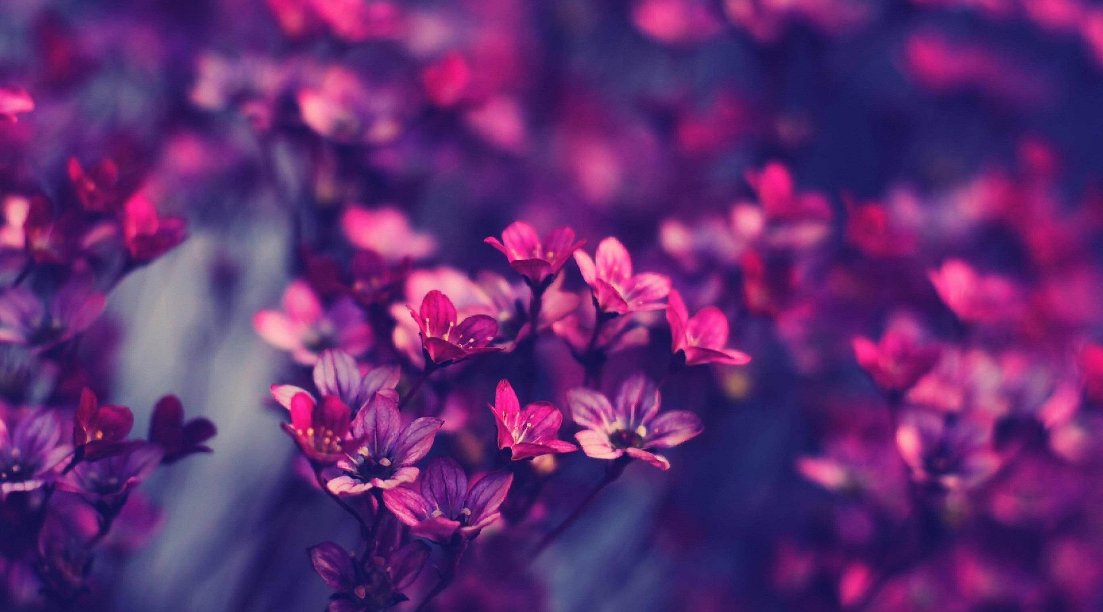Purple Flower Aesthetic, vibrant pink and purple flowers, dreamy shallow depth of field, 4K Desktop Wallpaper