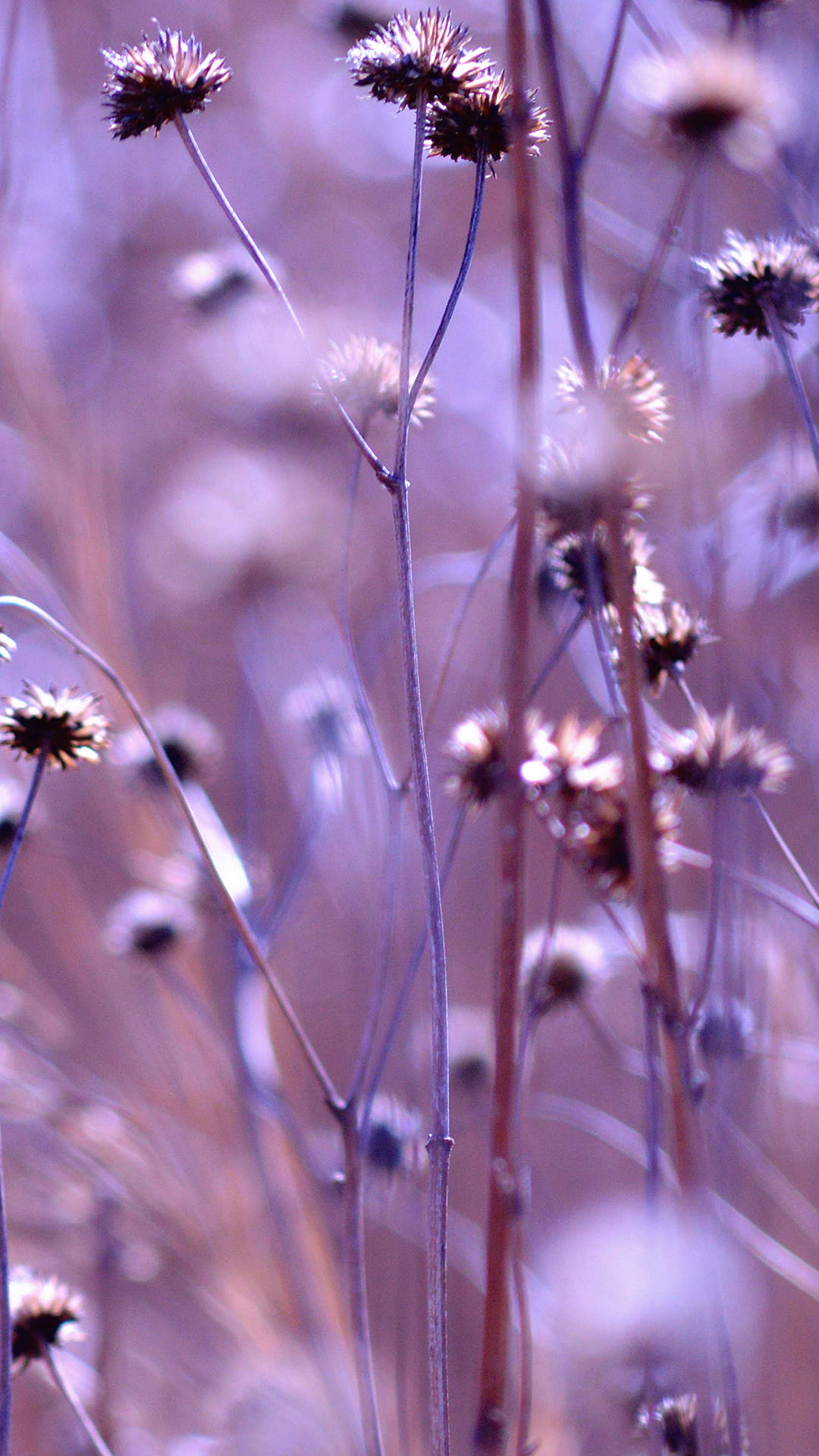 aesthetic purple flower, delicate dried flower heads, slender stems, Full HD Phone Wallpaper