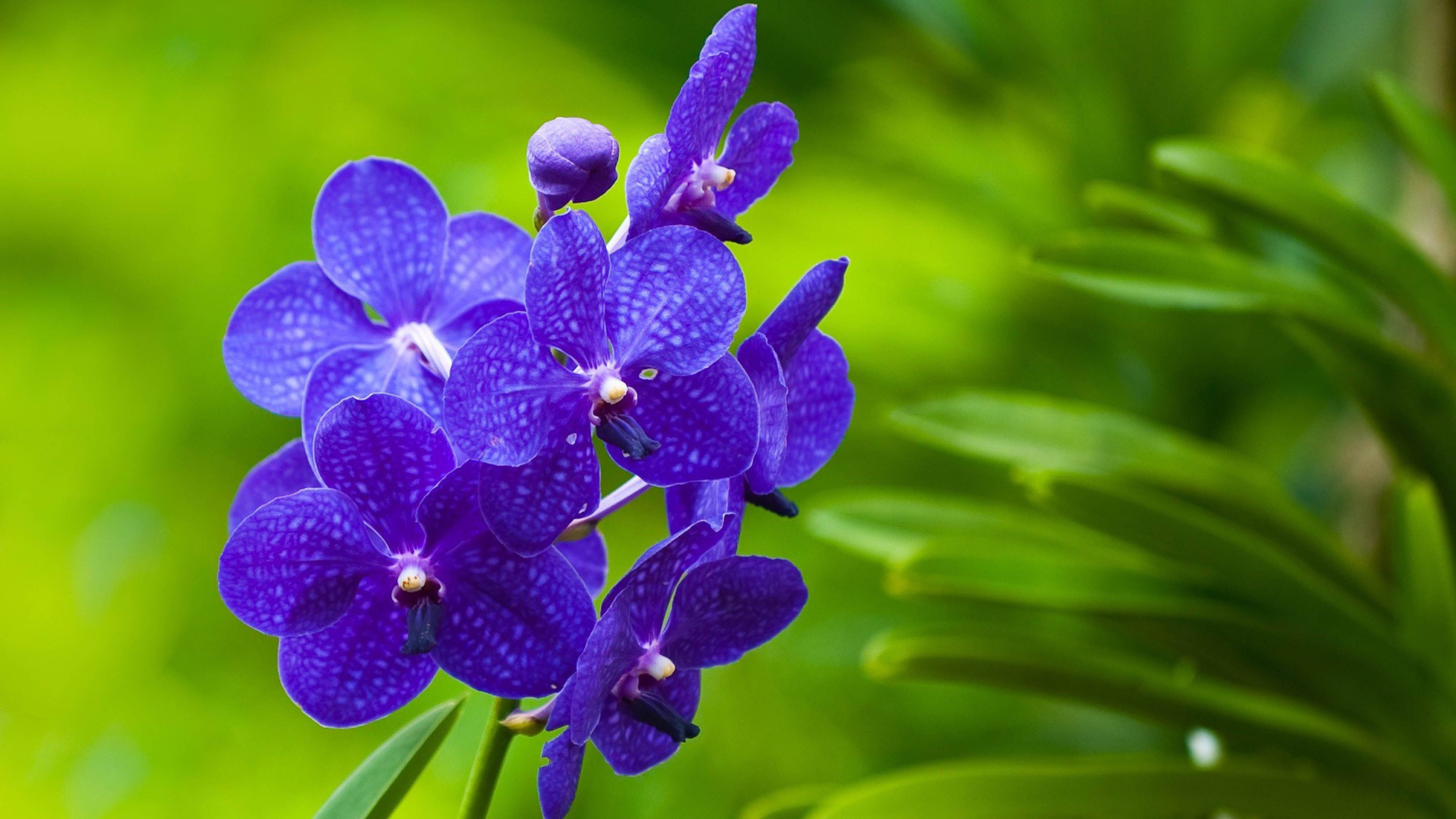 purple flower, white spots, vibrant purple orchids, 4K Desktop Wallpaper