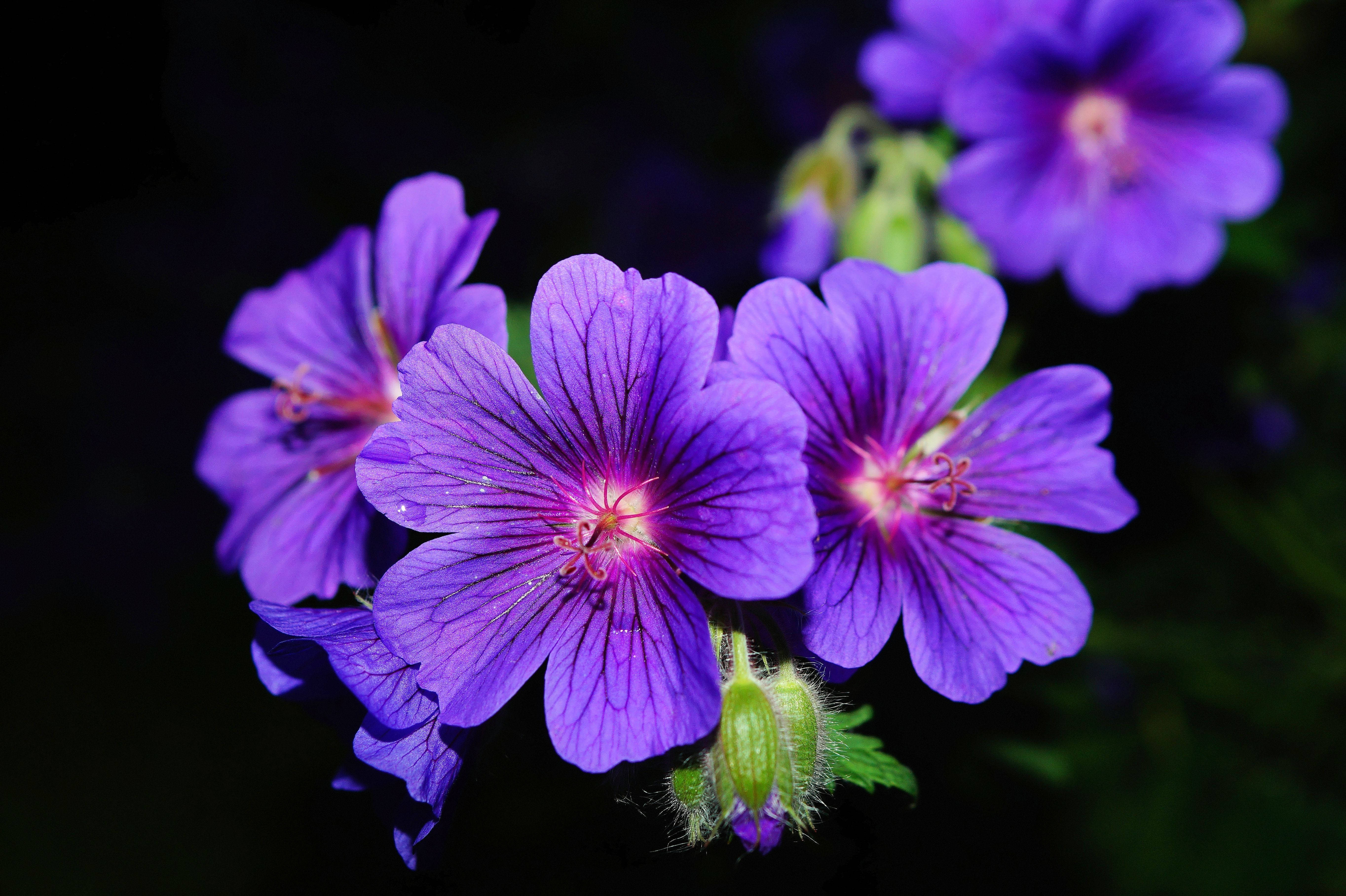 three purple flower, vibrant purple geranium flowers, delicate pink centers, 5K Desktop Wallpaper